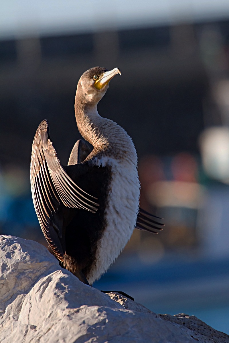 Cormorant sun Porto Granatello Portici