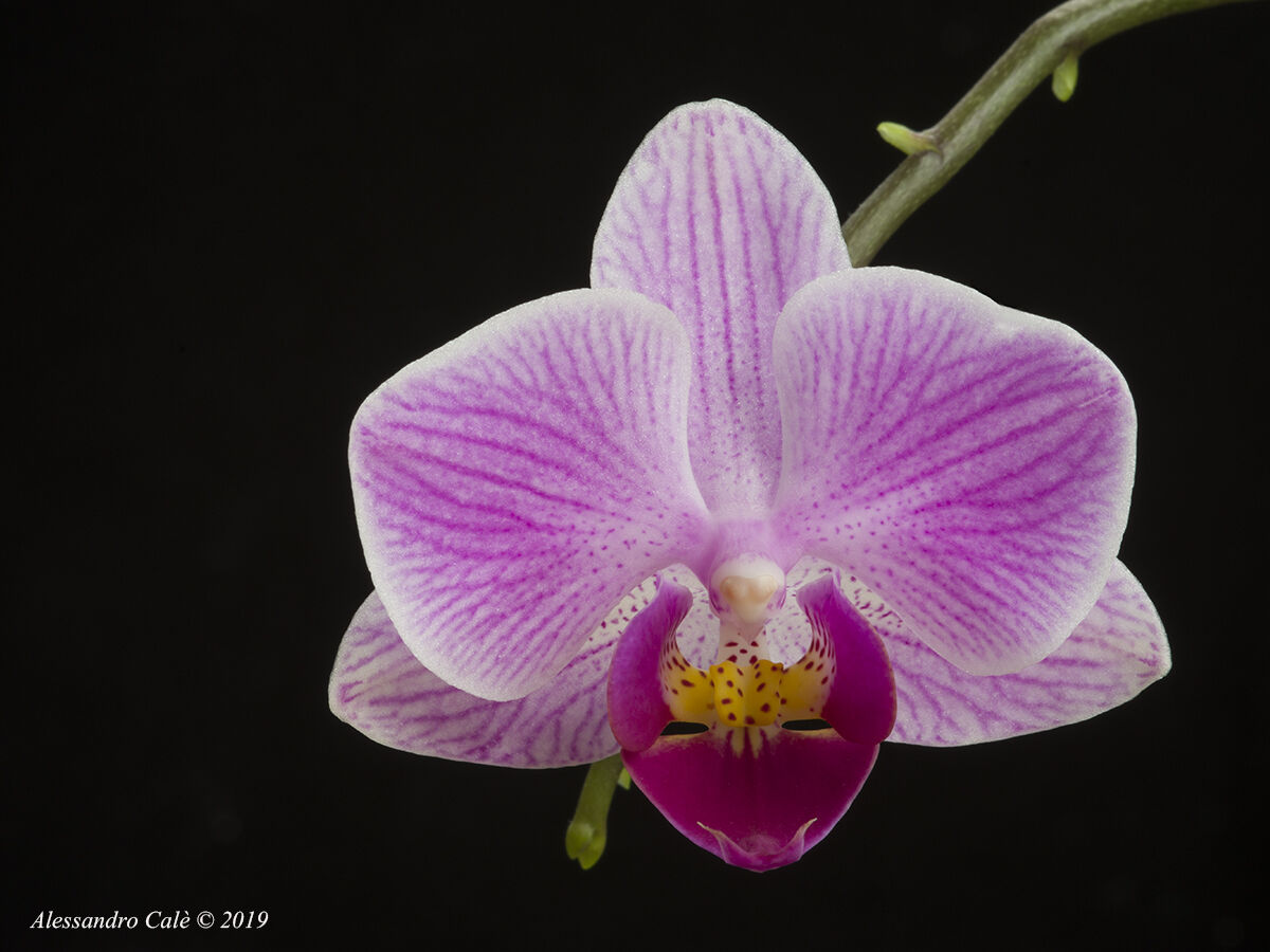 Lonely Orchid 7263