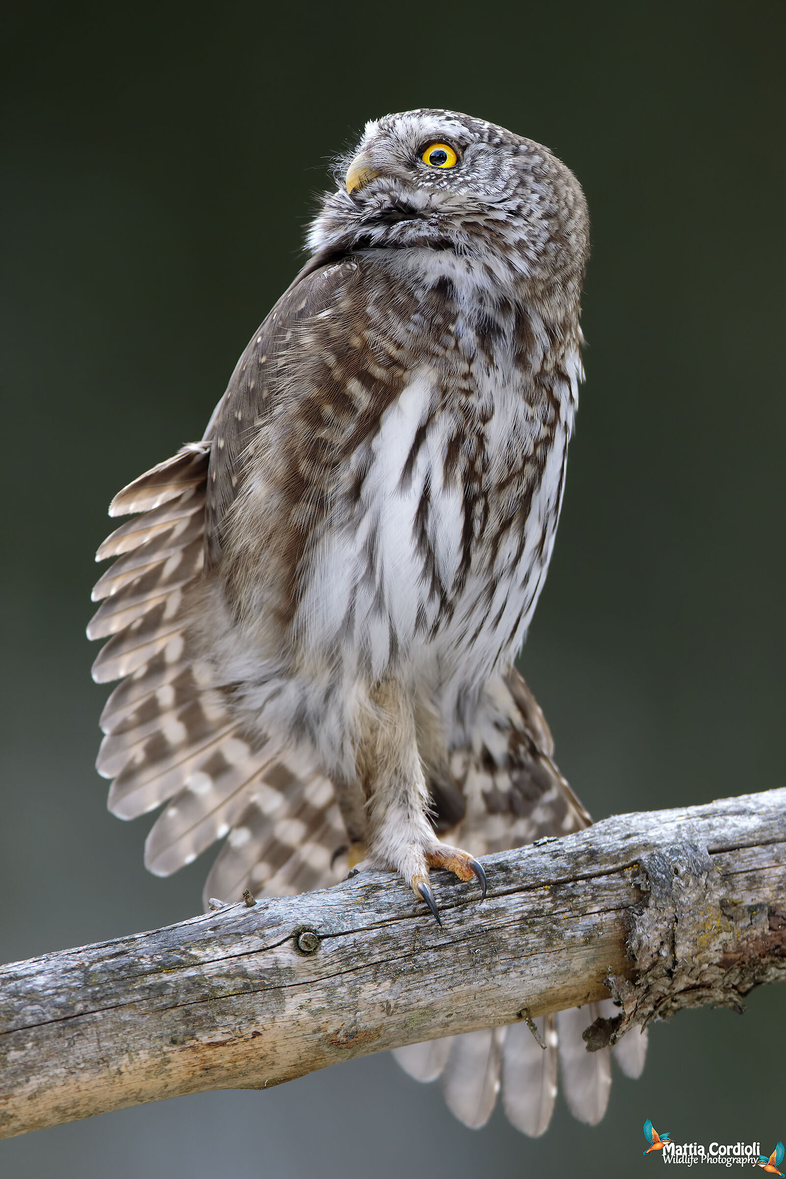 Dwarf Owl