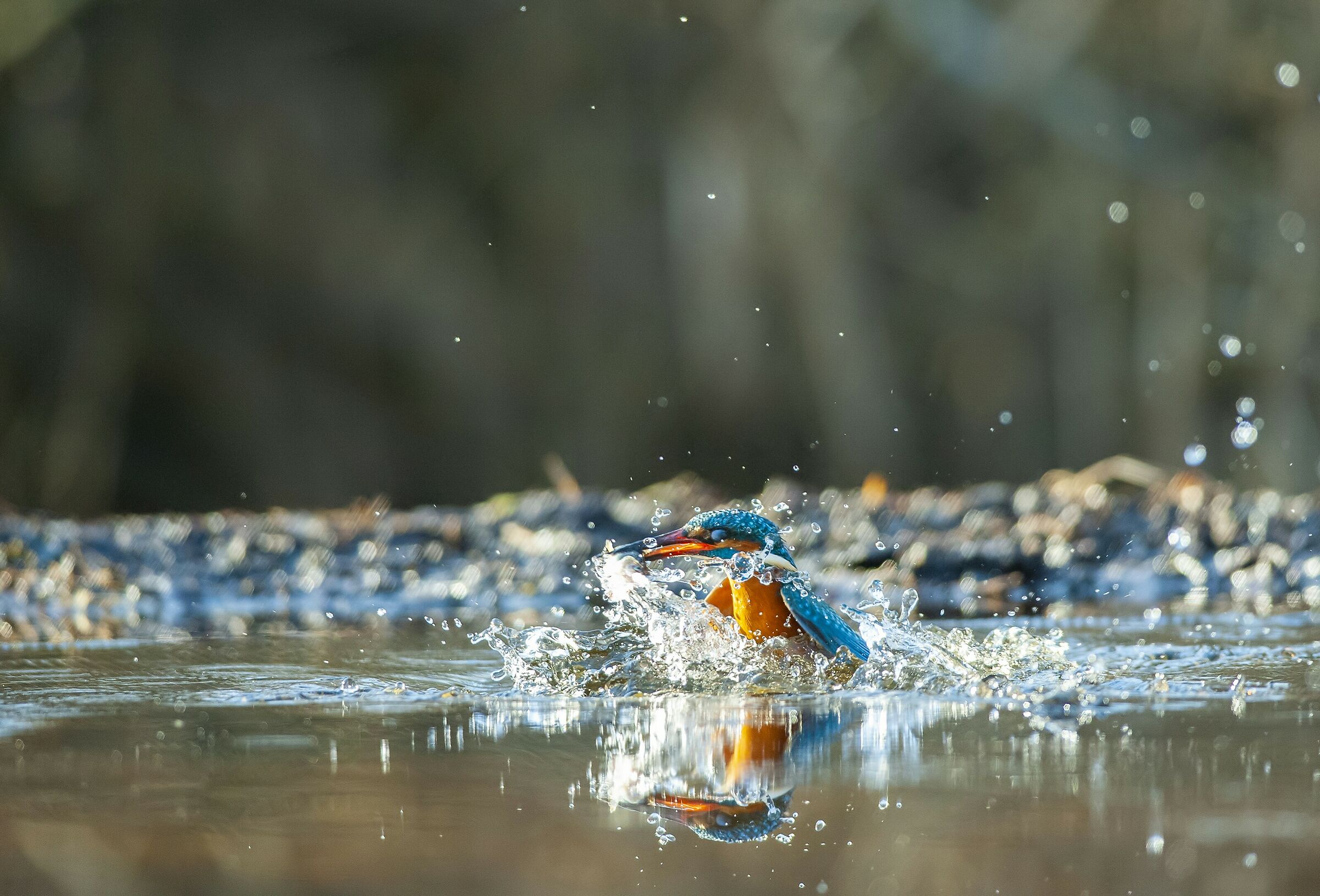 Kingfisher