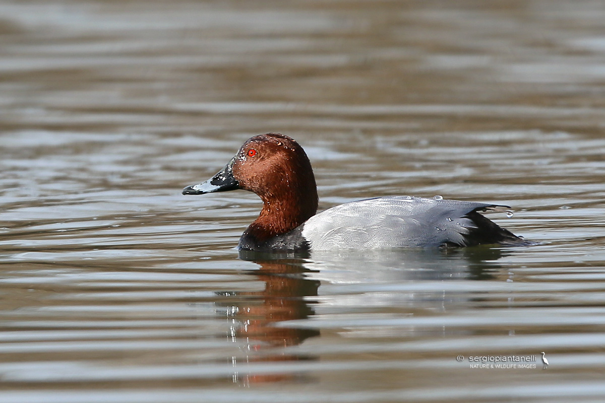Pochard