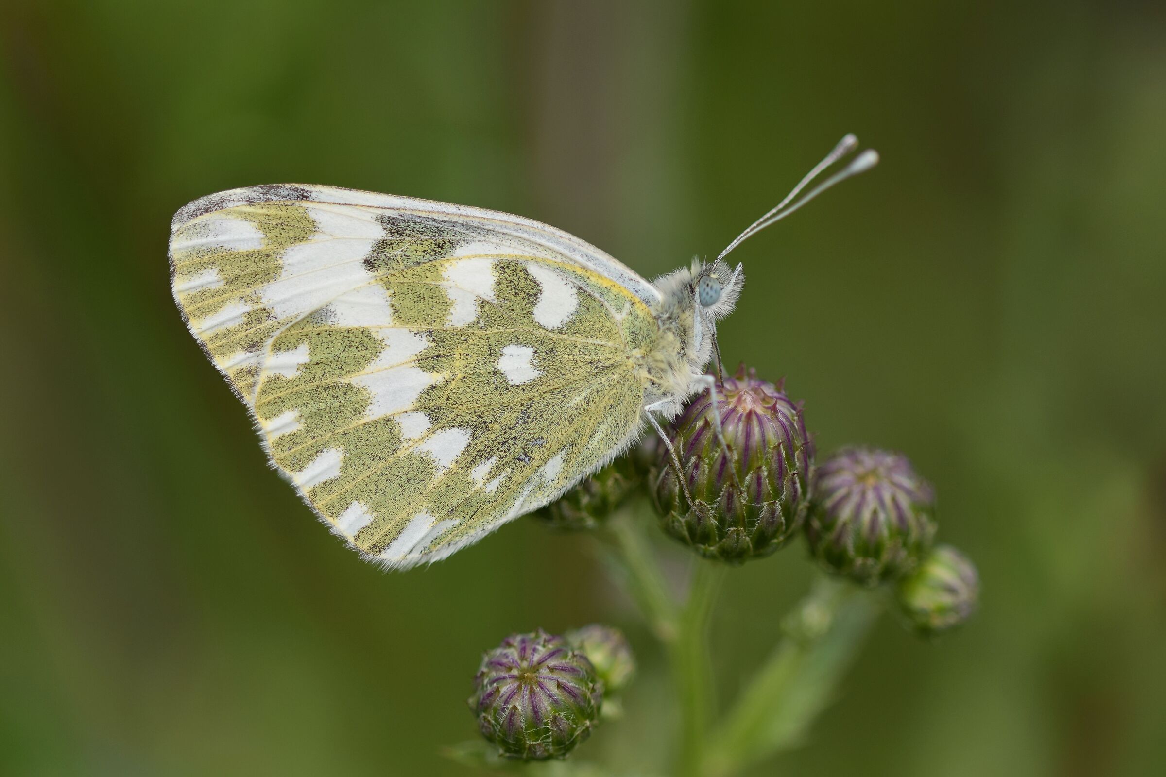 Pontia Edusa