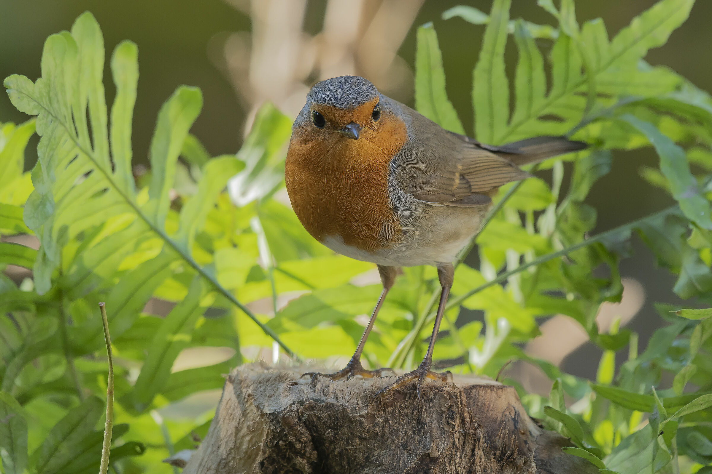 Il solito pettirosso