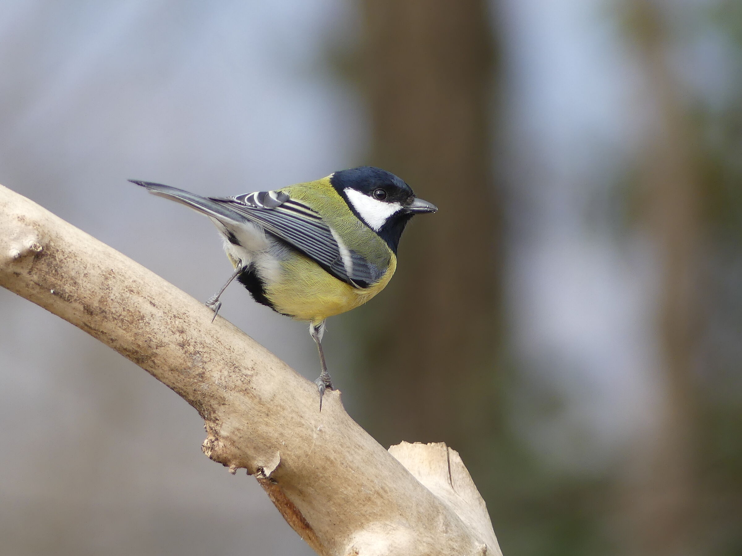 Sfilo in passerella coi "tacchi" alti