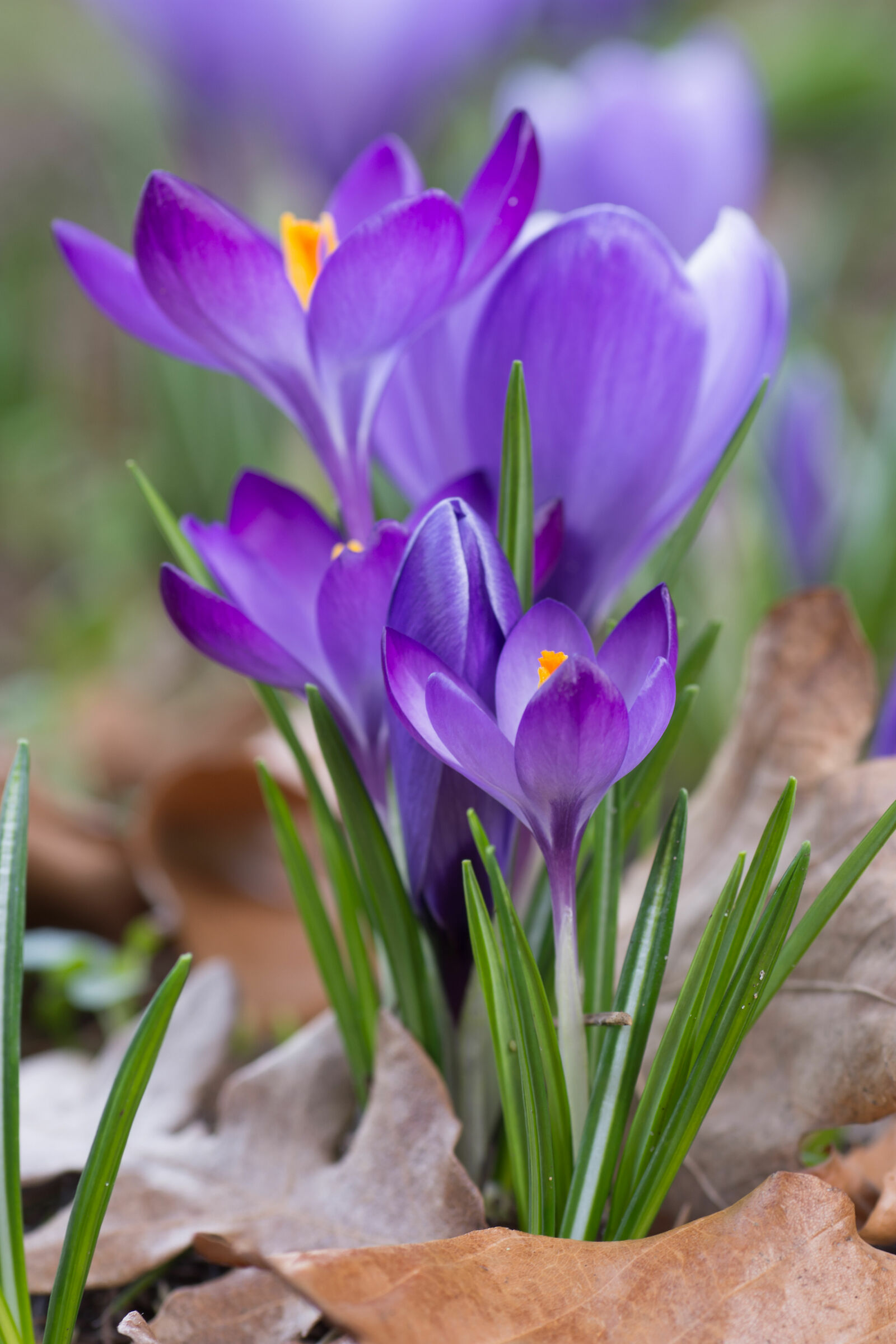 Spring is in the air