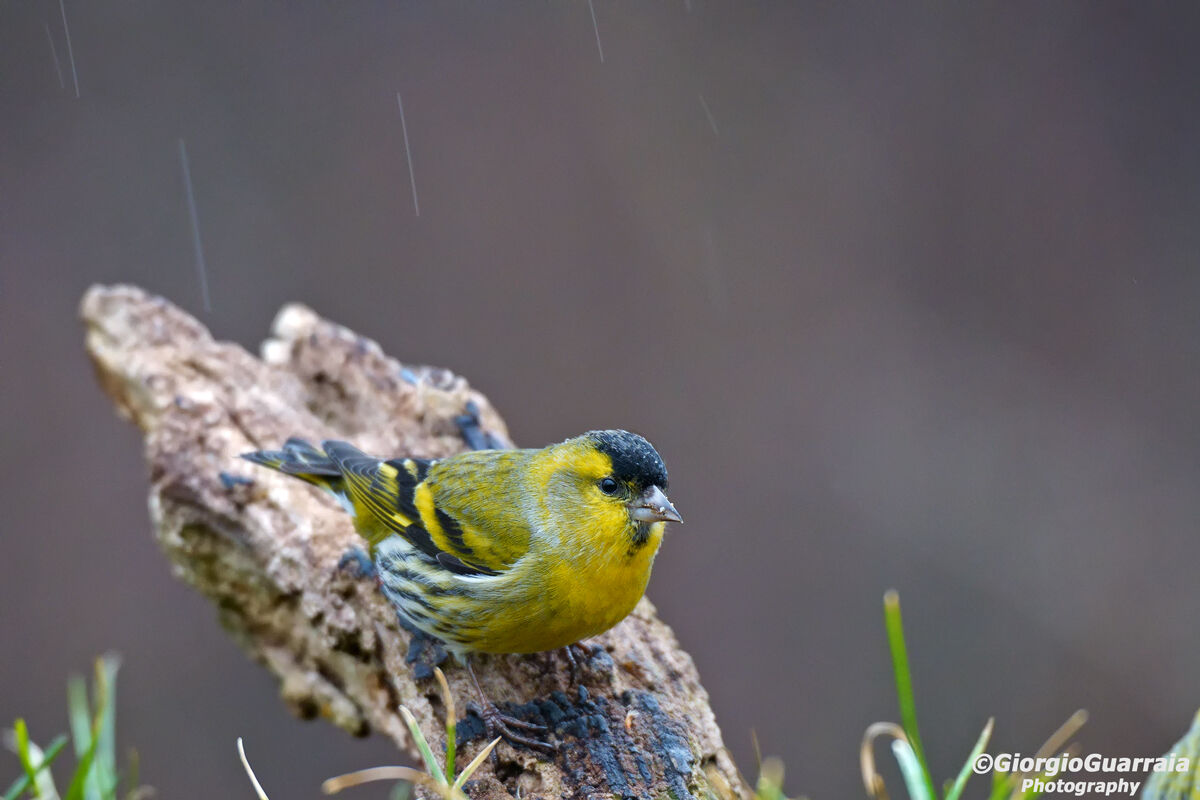 Wet Siskin