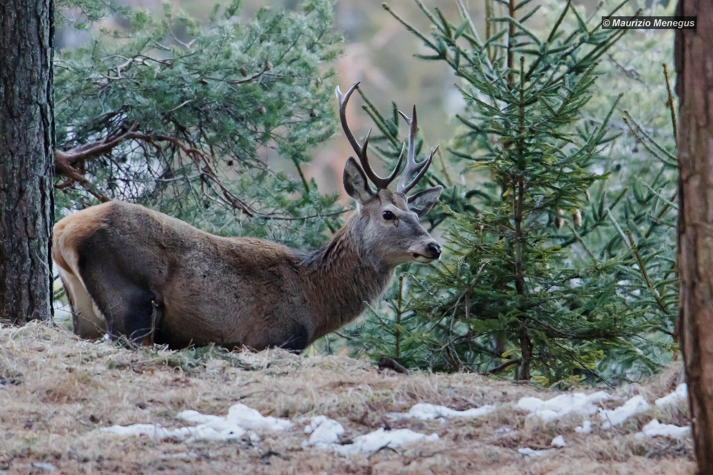 Young Stag on February 1