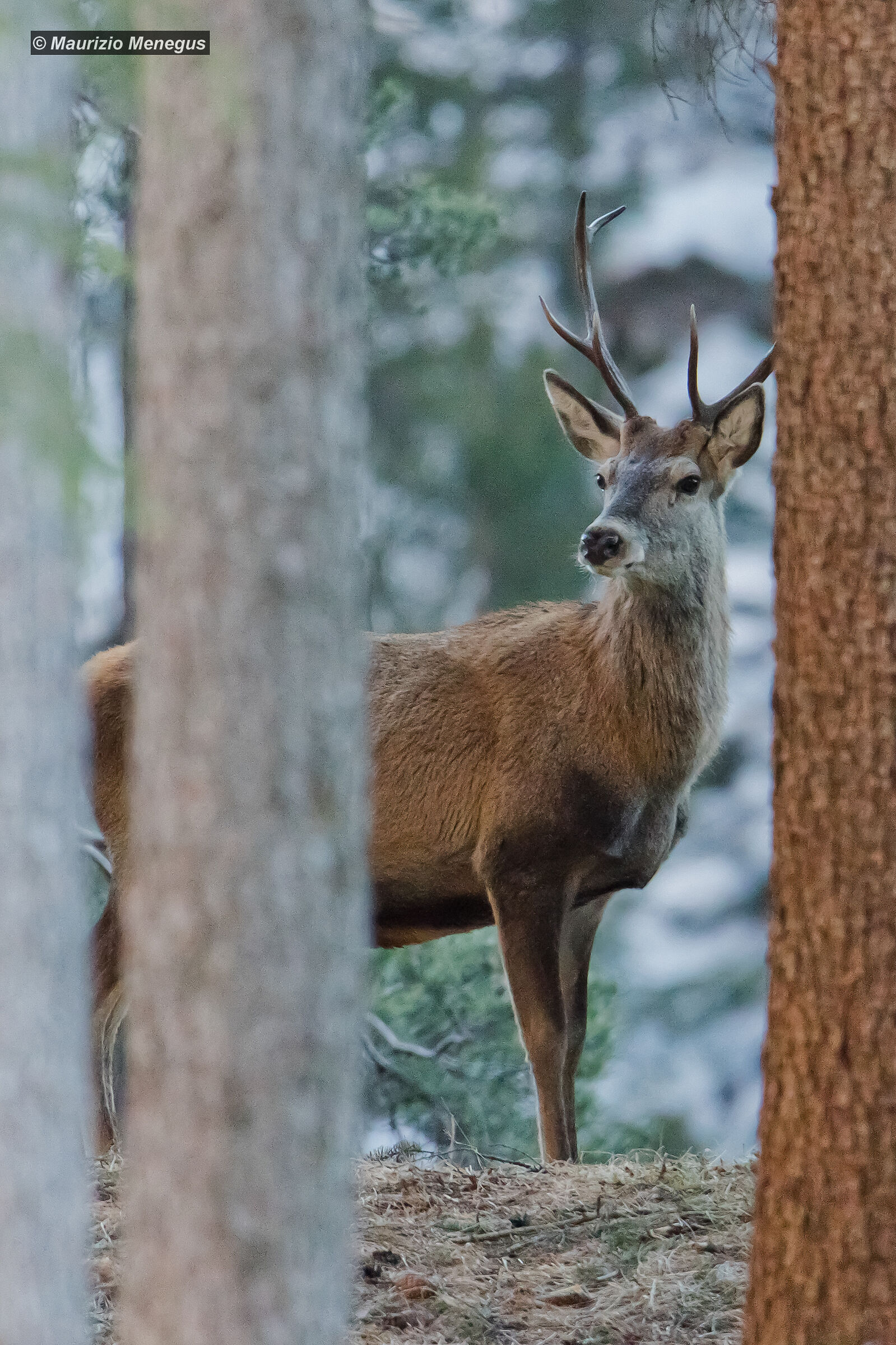 Young Stag on February 2