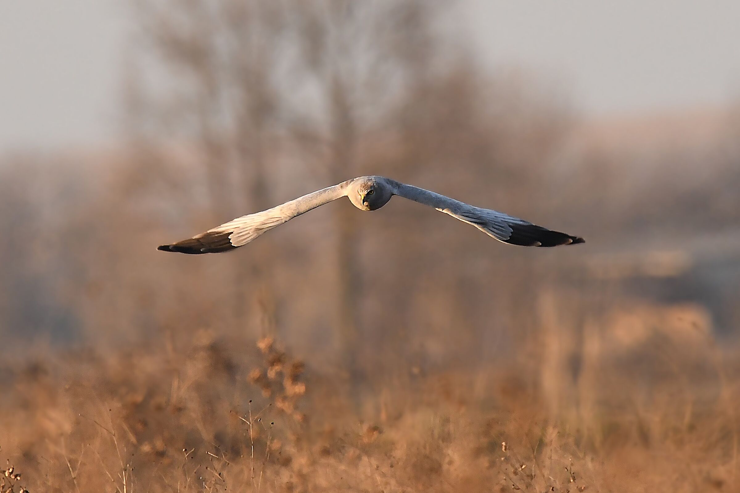 Albanella Male Royal