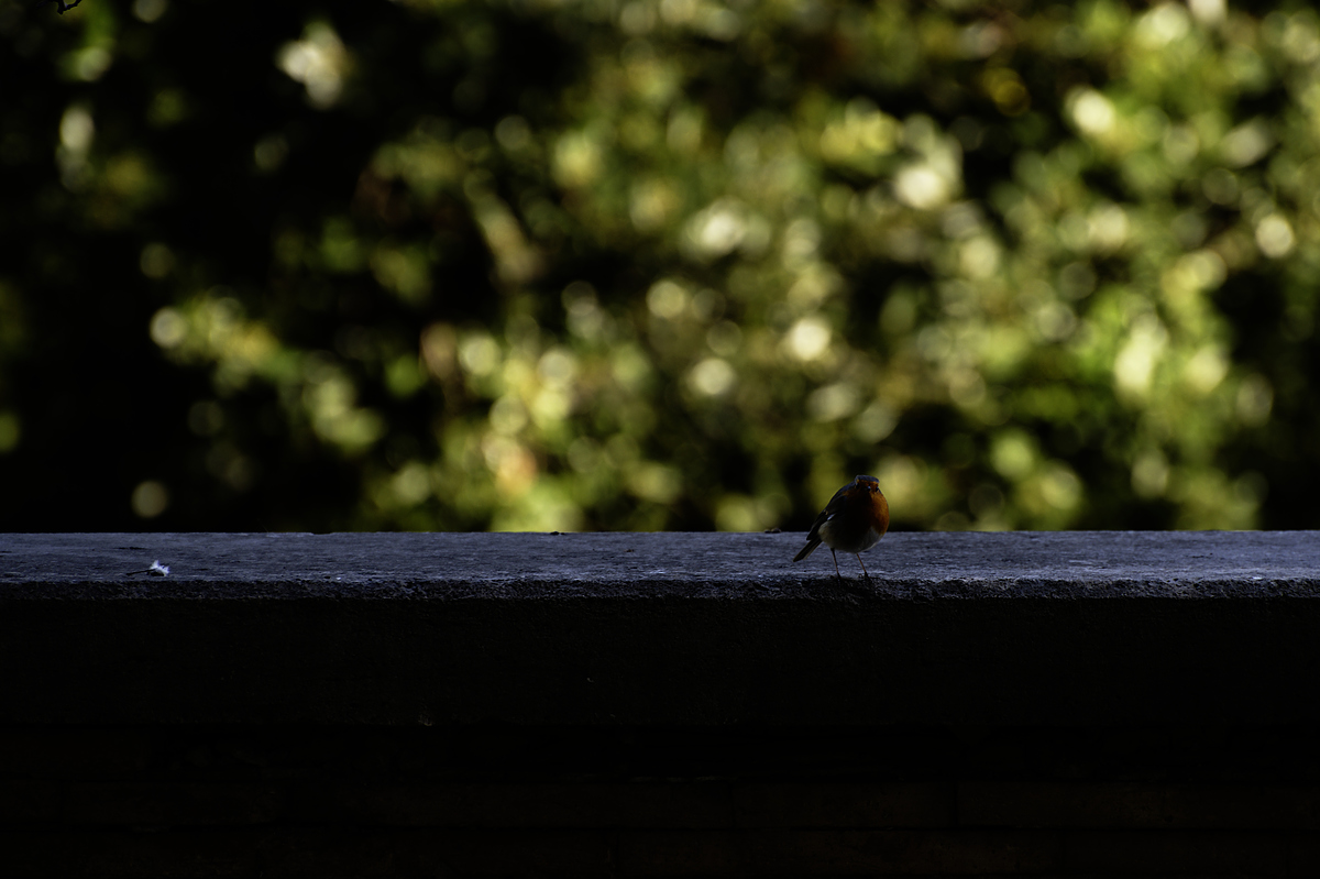 Gli abitanti di Villa Borghese