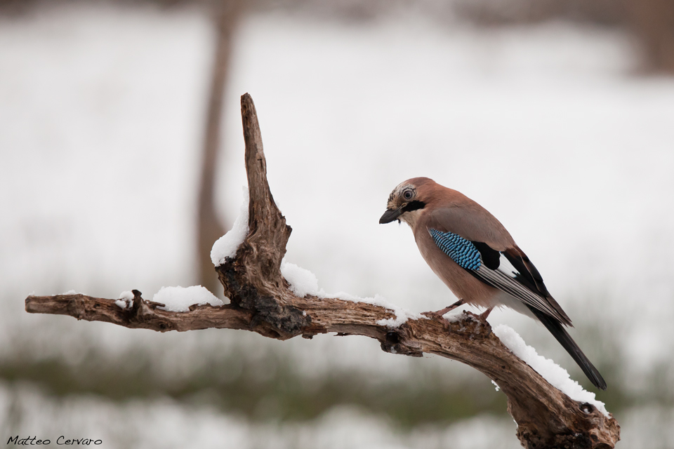 Ghiandaia - Oasi Cervara