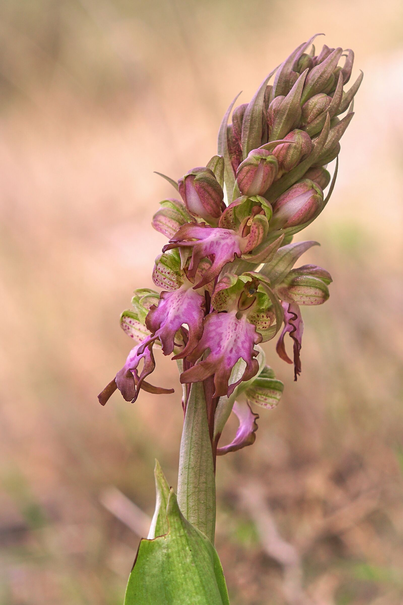 Himantoglossum robertianum