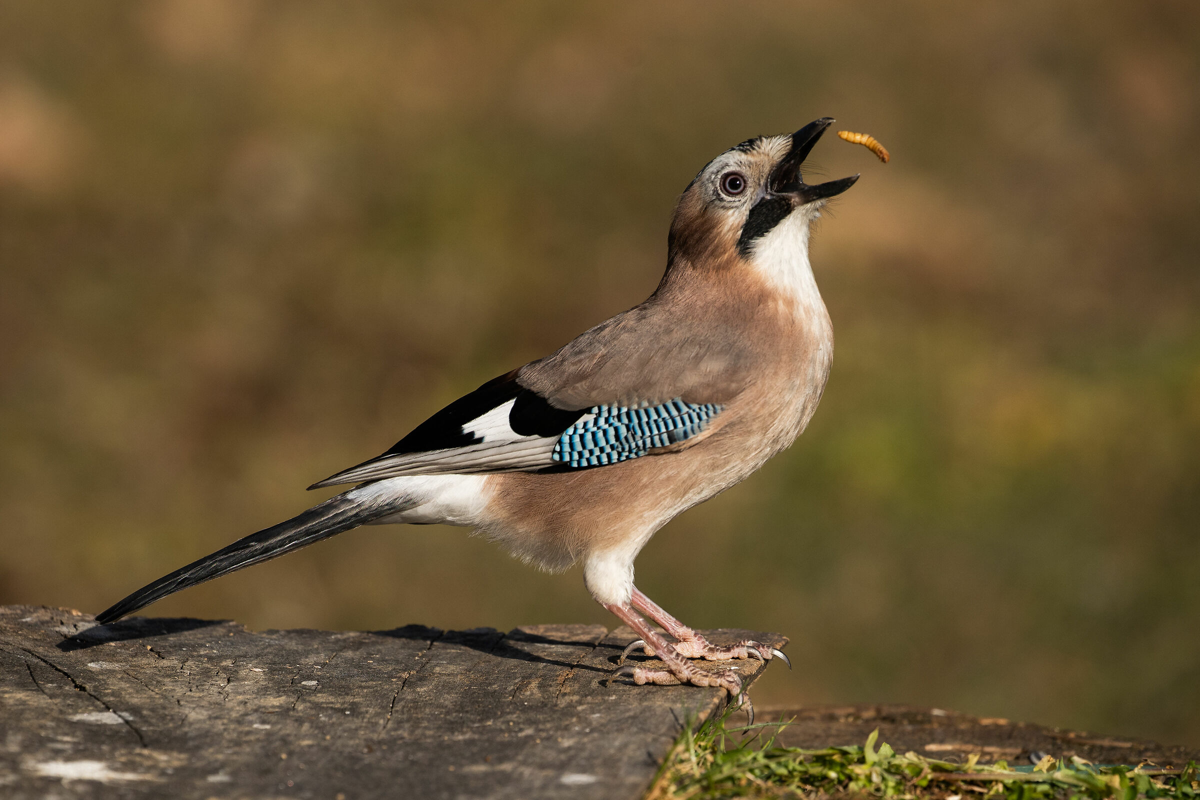 Jay