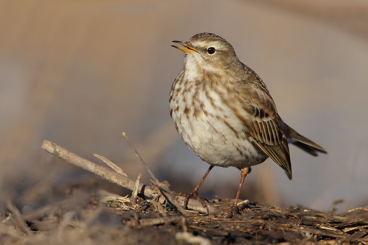 pipit