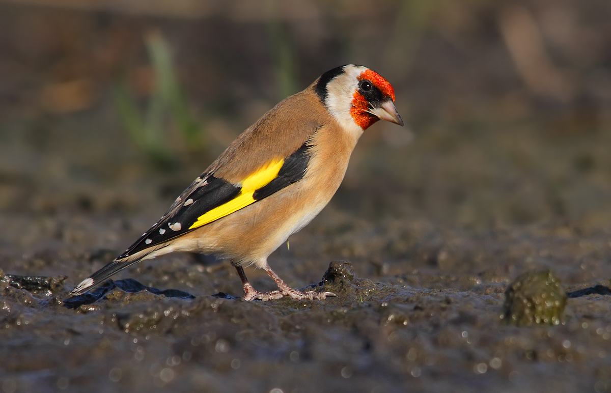 goldfinch
