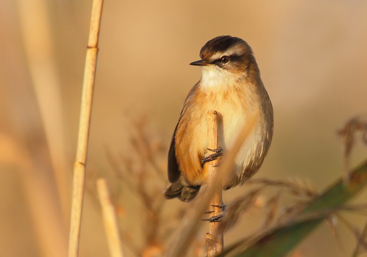 moustached warbler