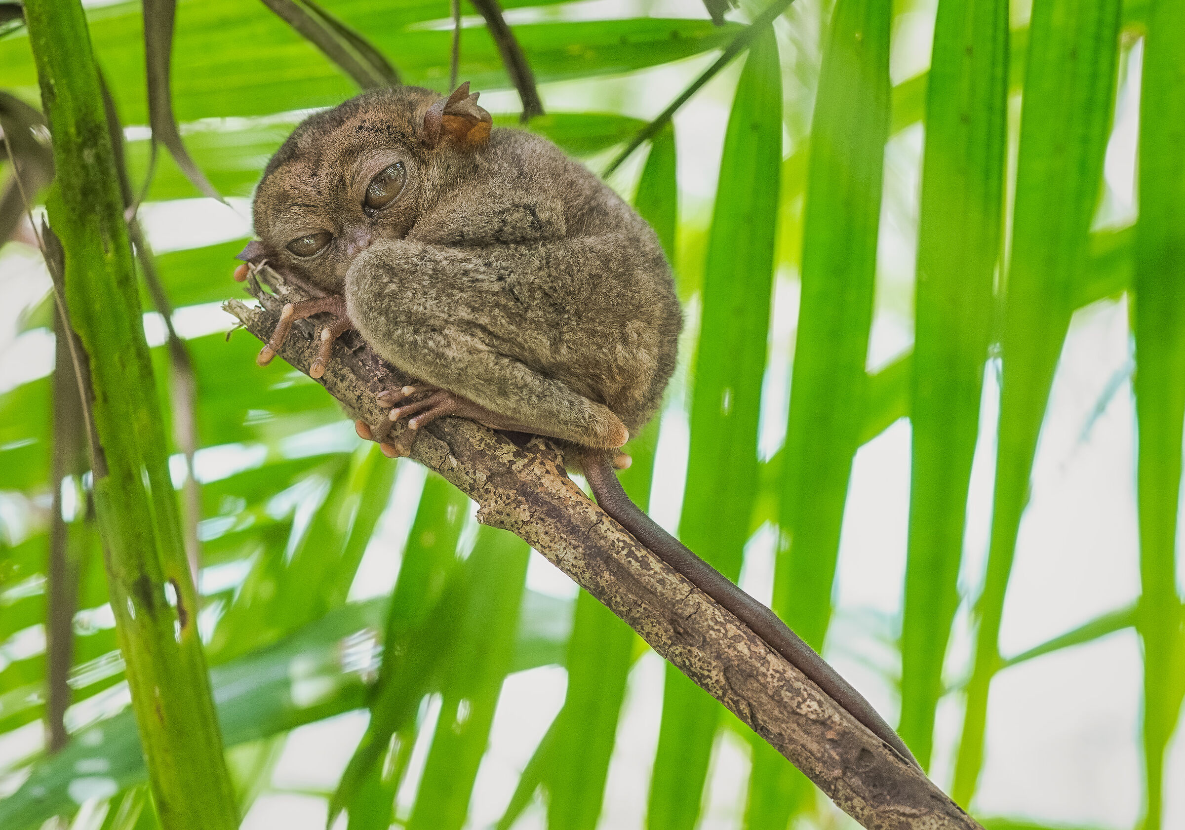 Tarsier of the Philippines 2