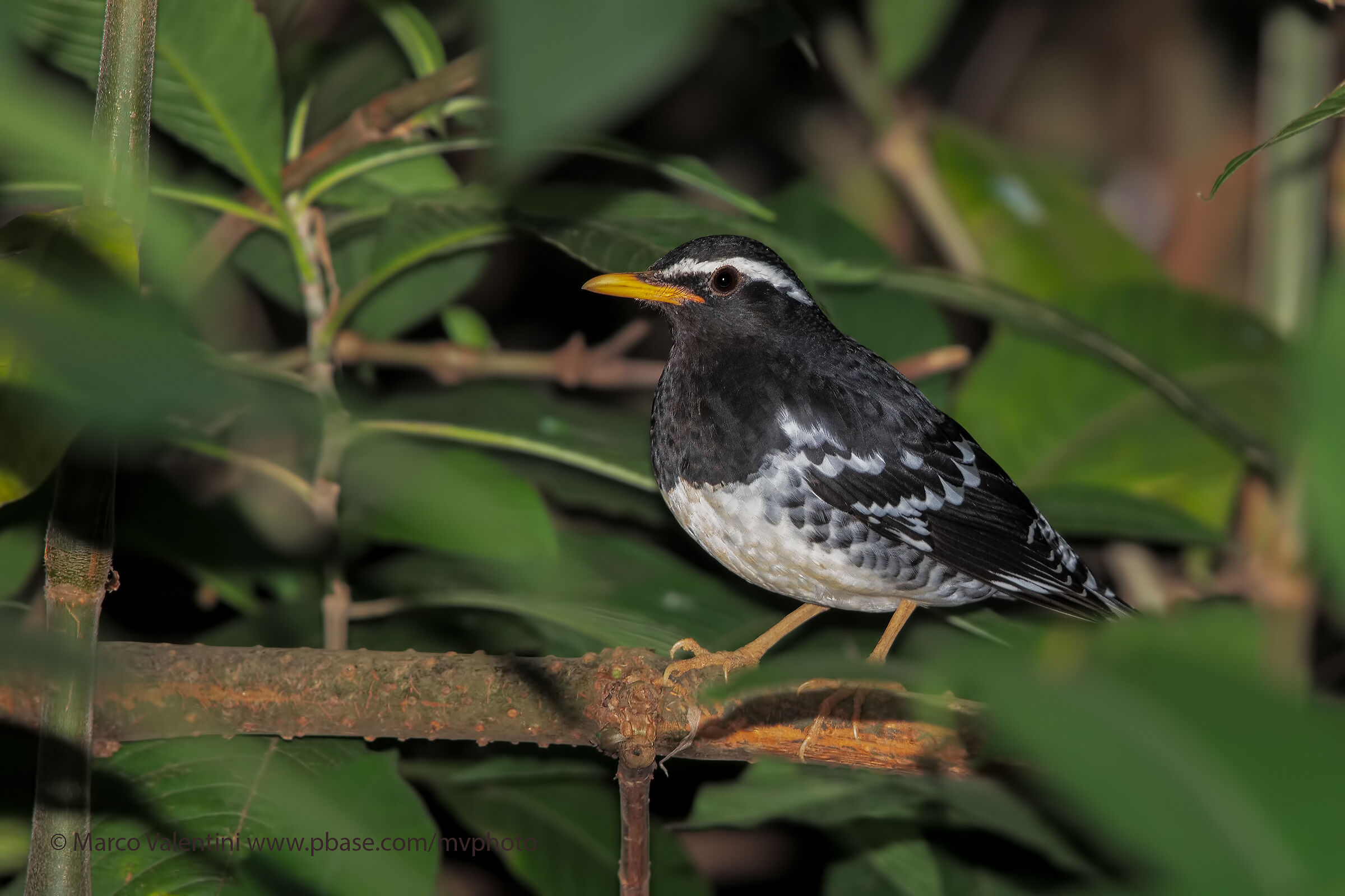 White-Thrush