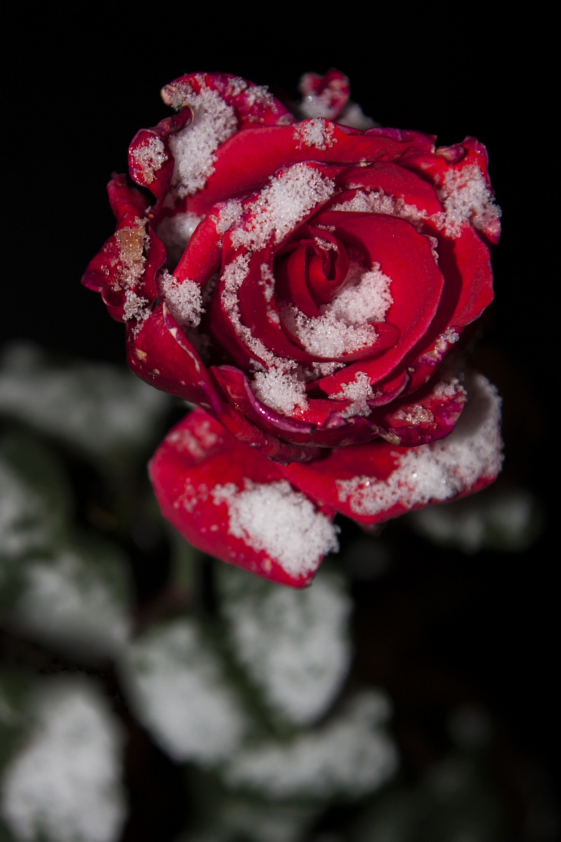 rose winter