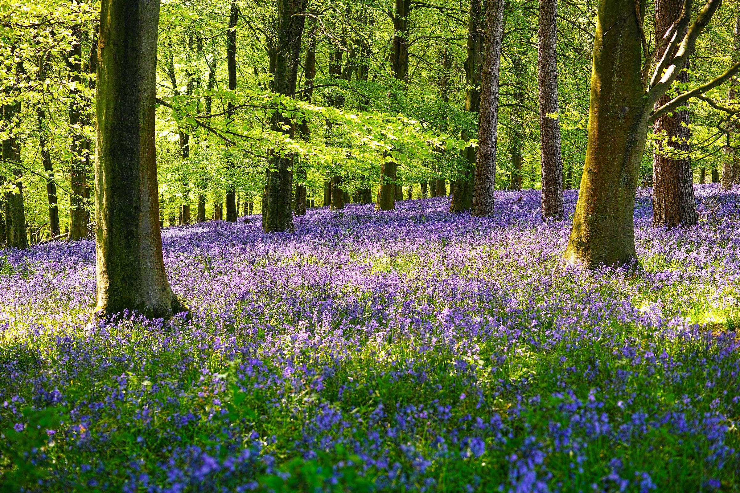 Bluebell woods
