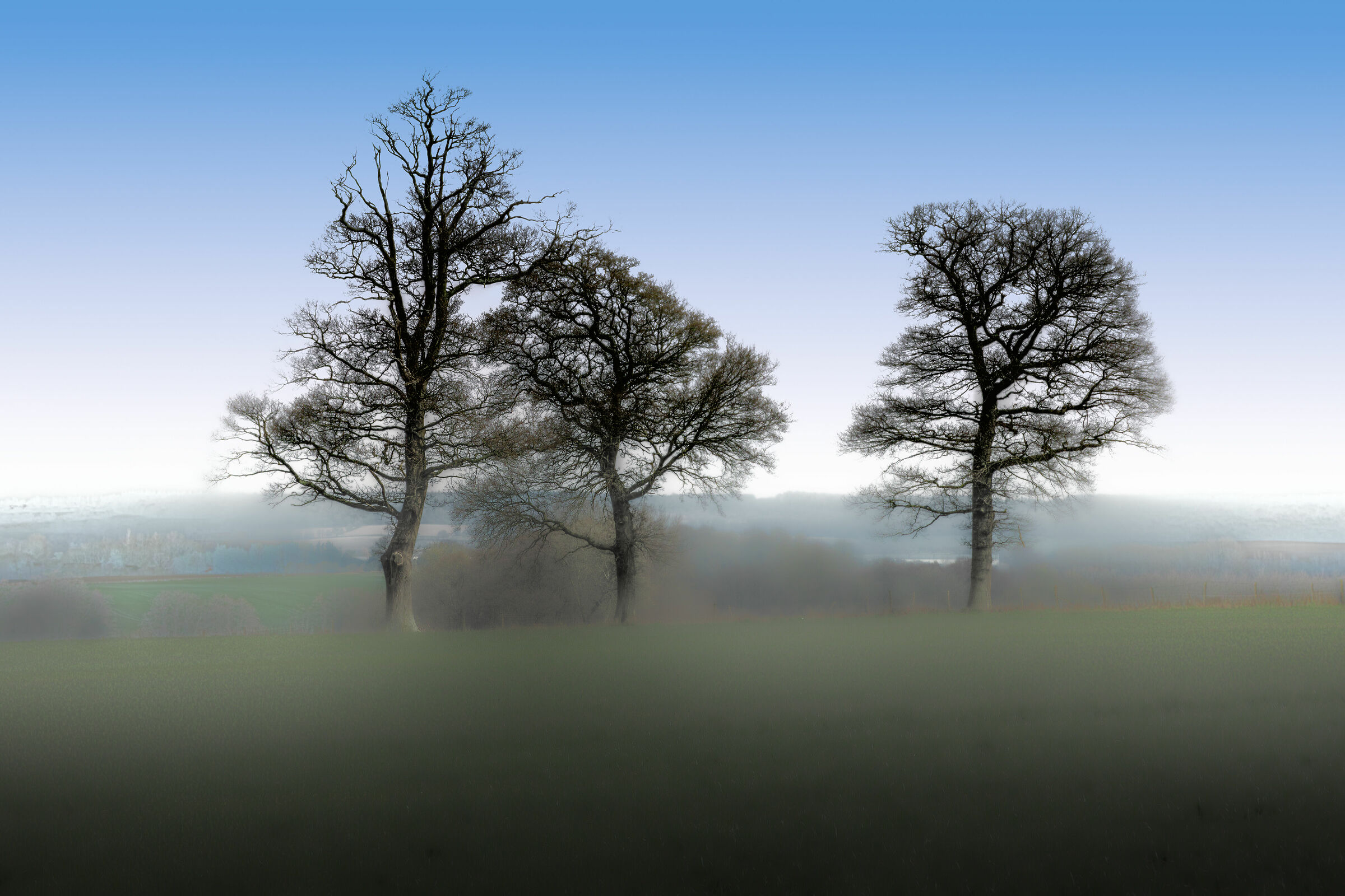 Misty Trees