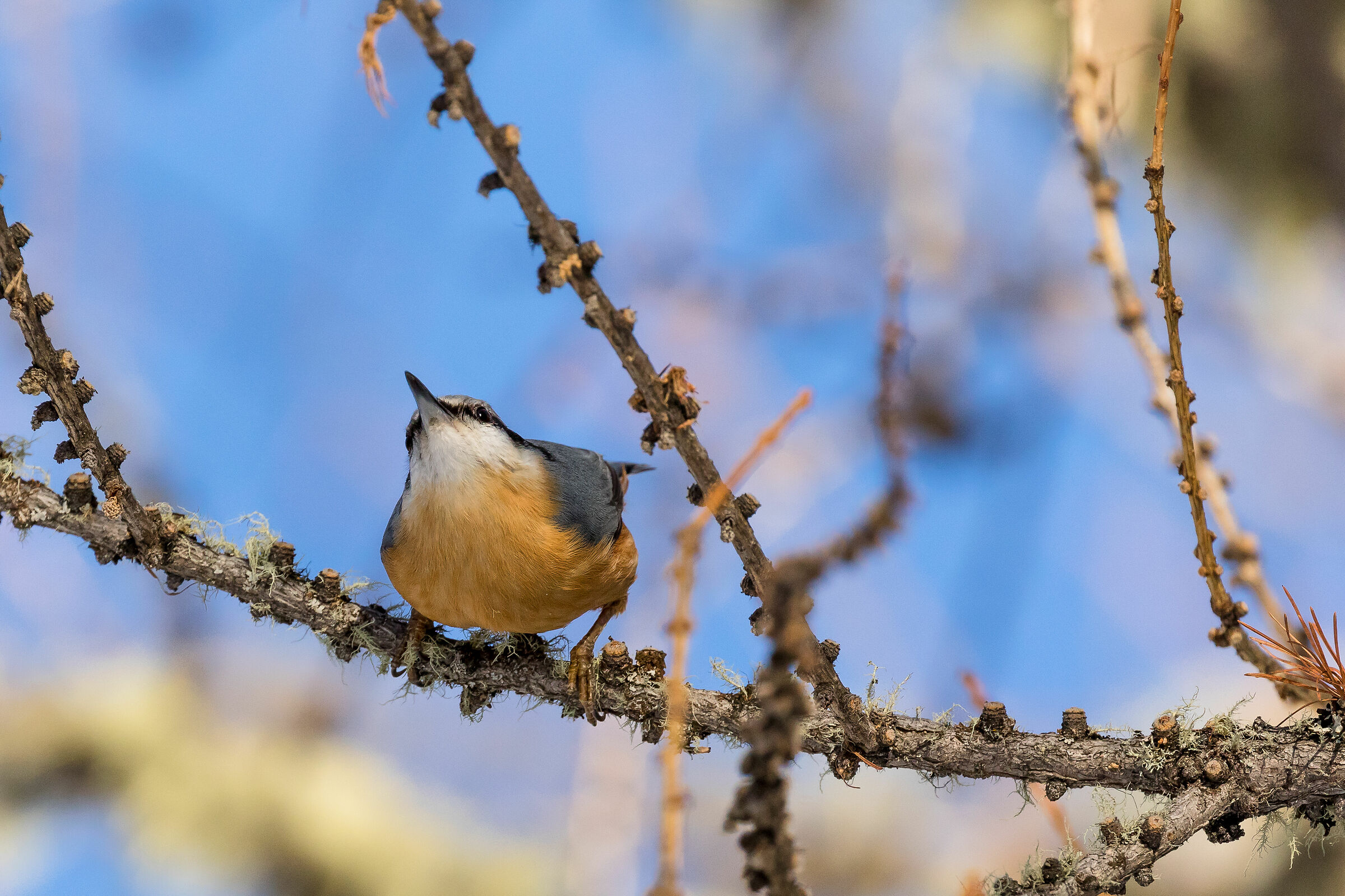 It seemed to me to see a bearded vulture!