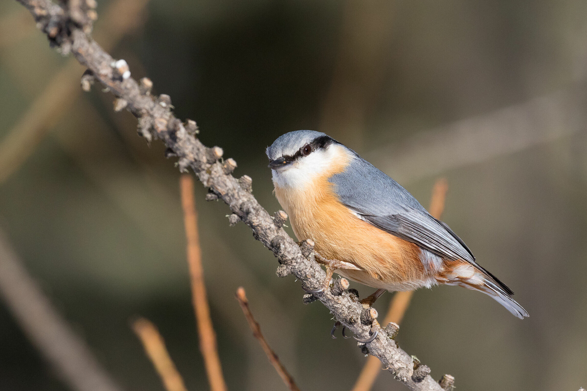 Nuthatch