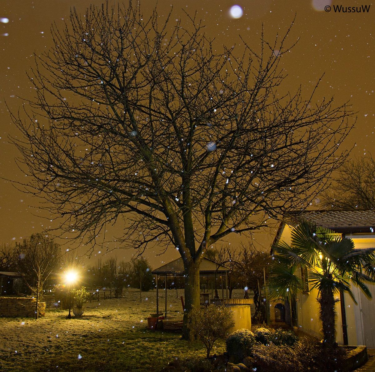 Il Ciliegio e la prima neve