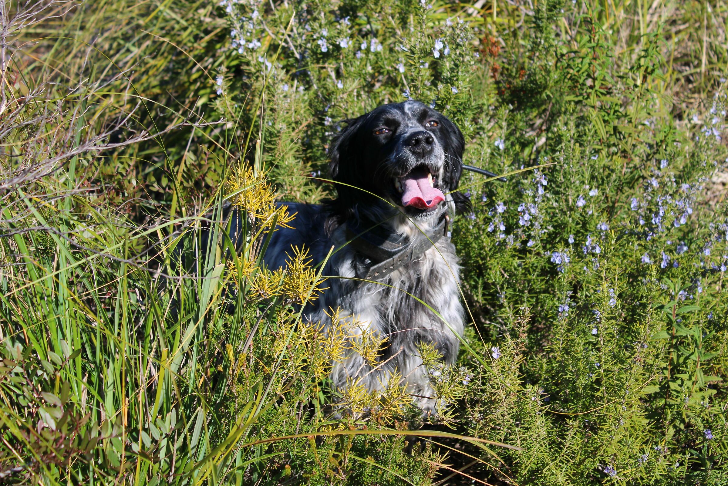 Luna tra il rosmarino