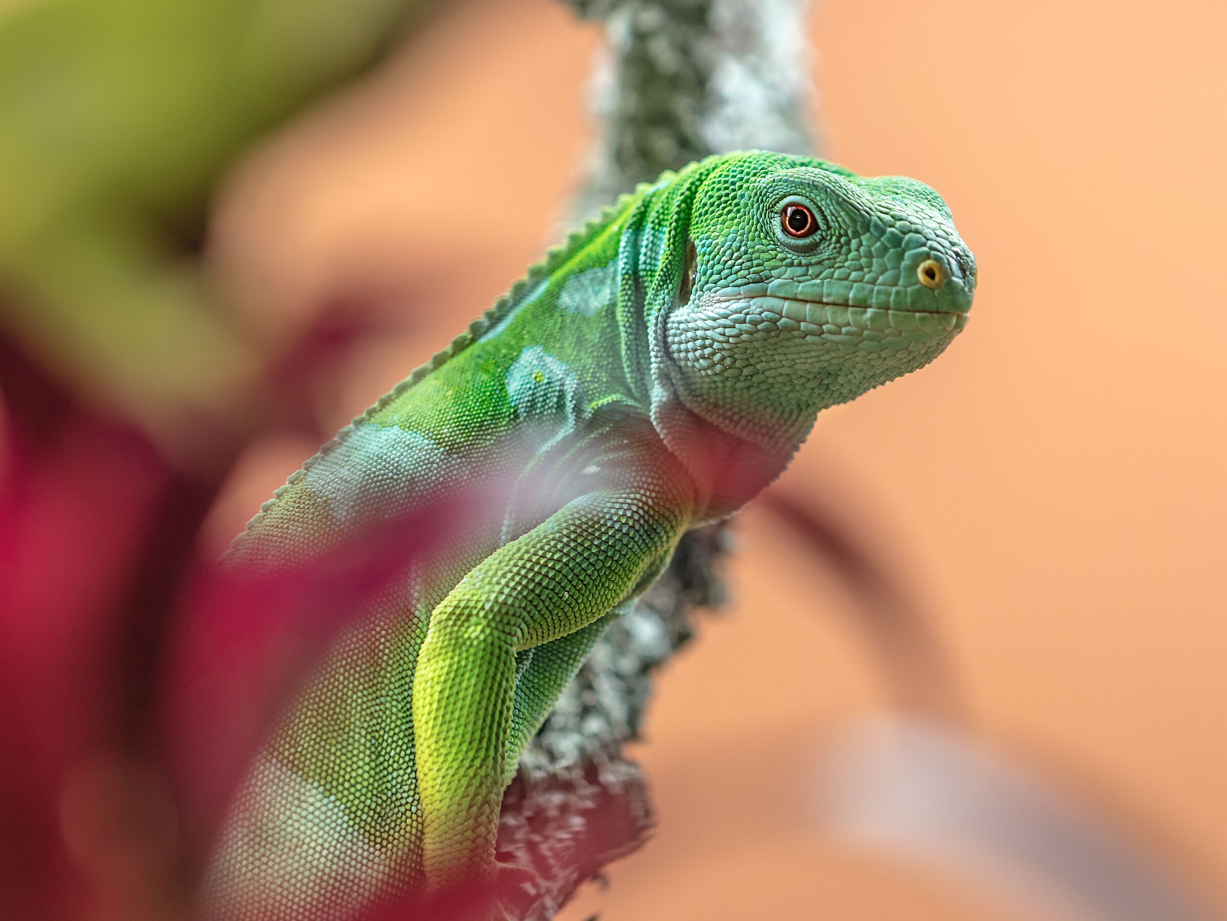 Brachylophus vitiensis