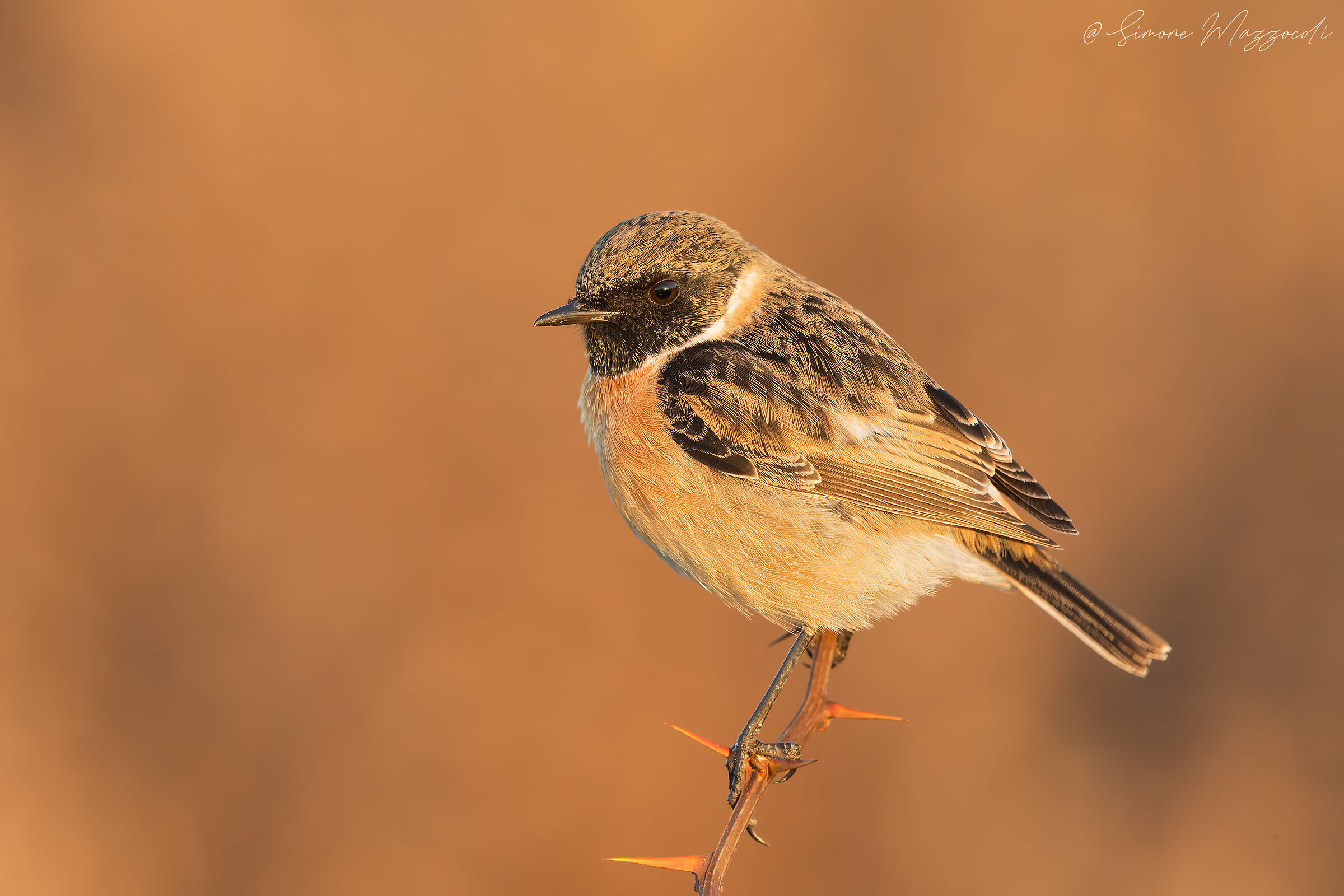Stonechat