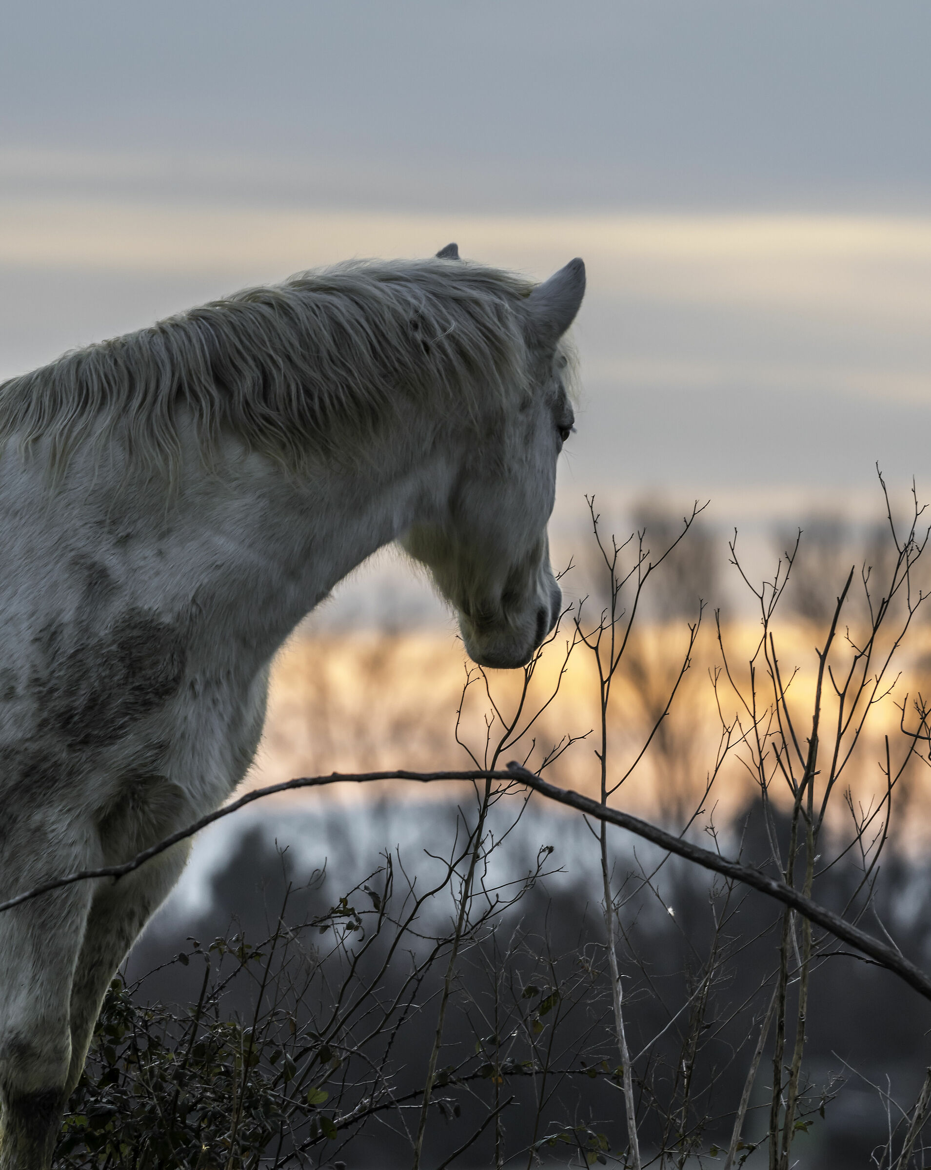 cavallo Camargue all'Isola della Cona (go)