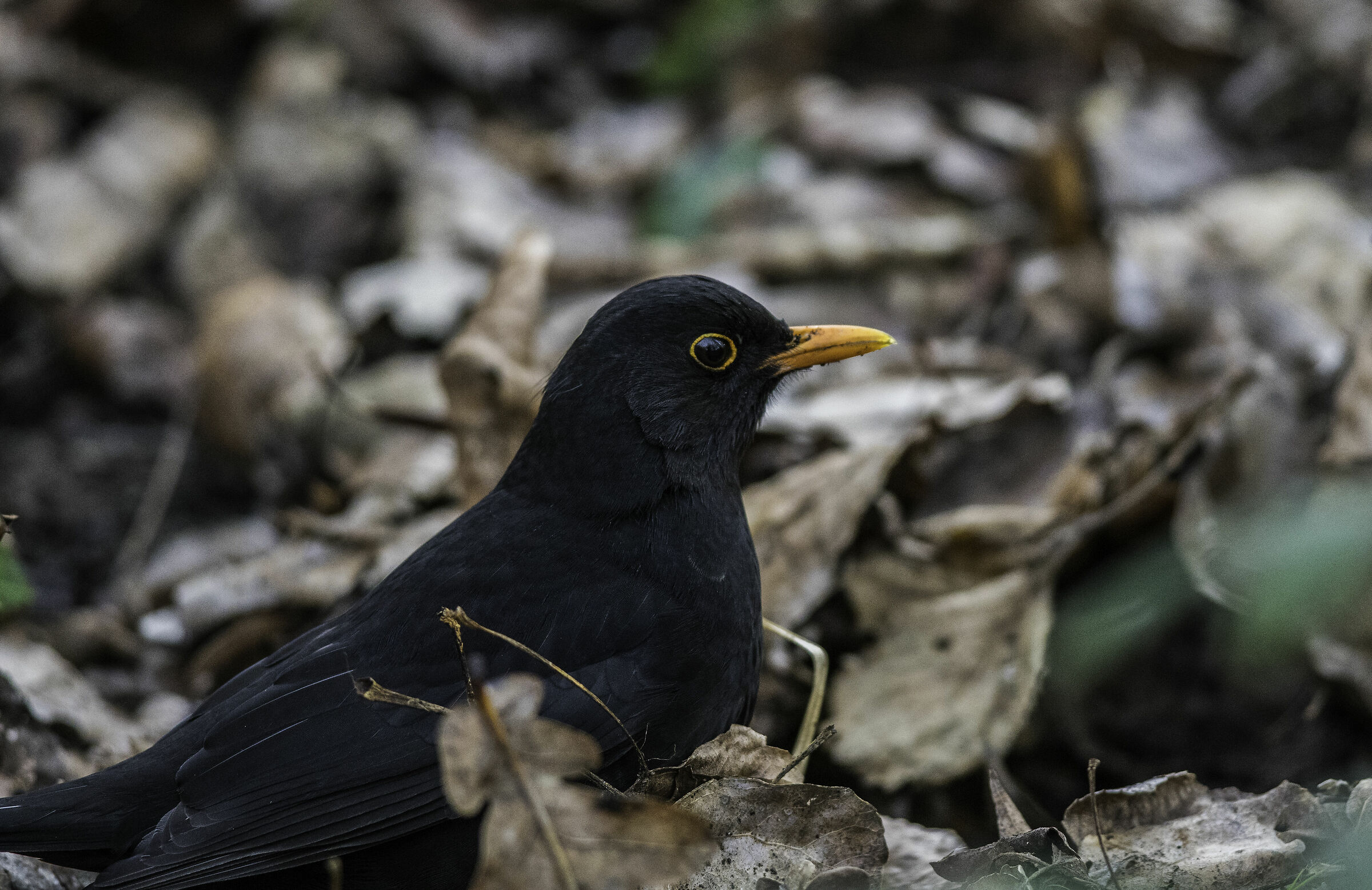 merlo maschio (isola della Cona  )