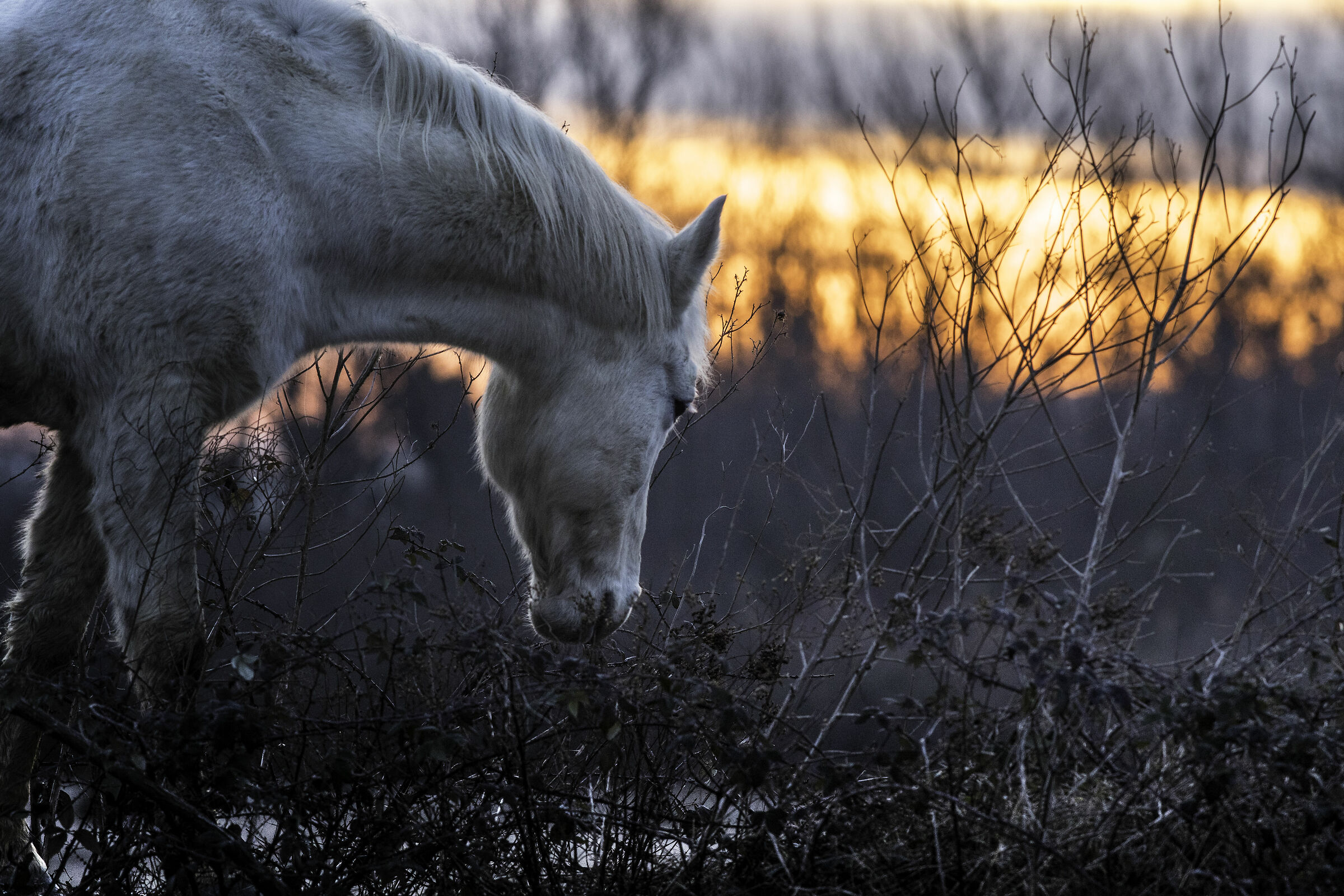 cavallo camargue (isola della Cona )
