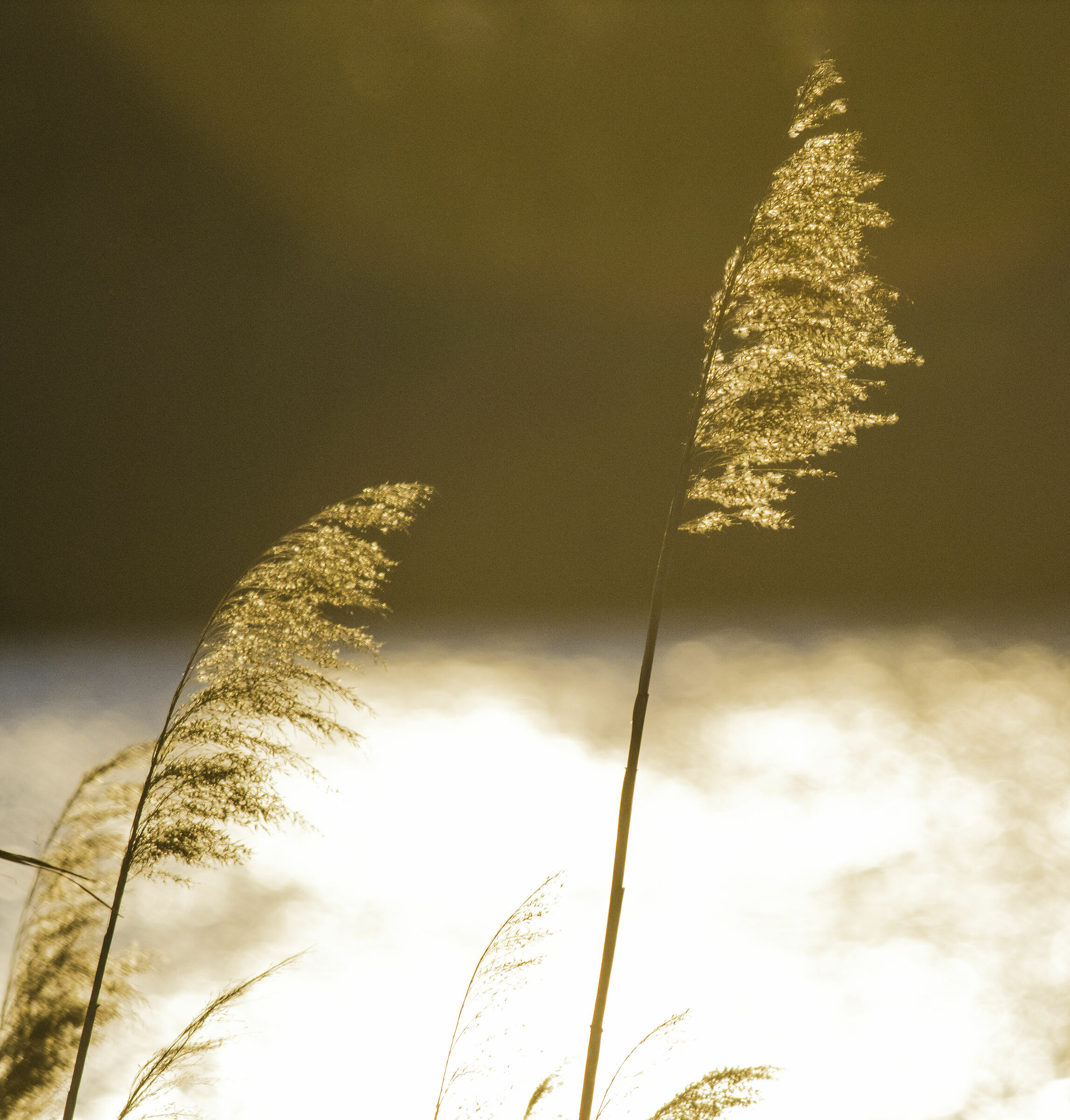 Isola della Cona (scorcio naturale)