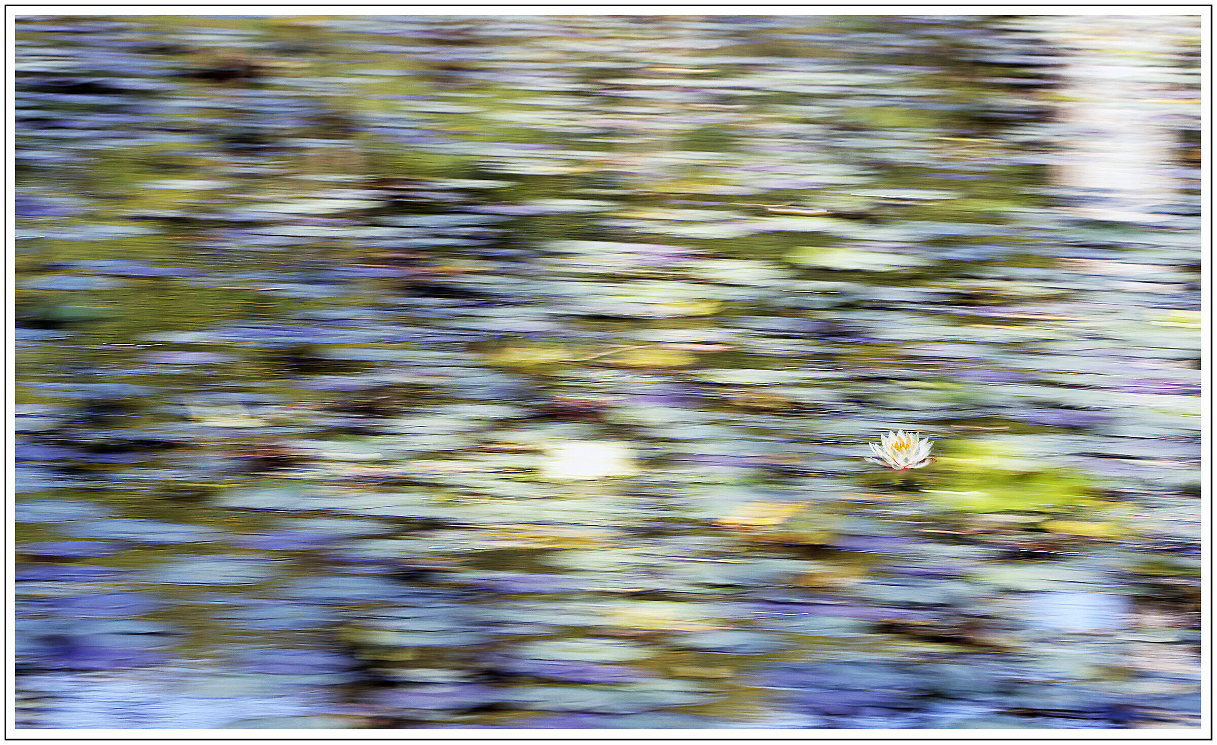 Laghetto delle ninfee