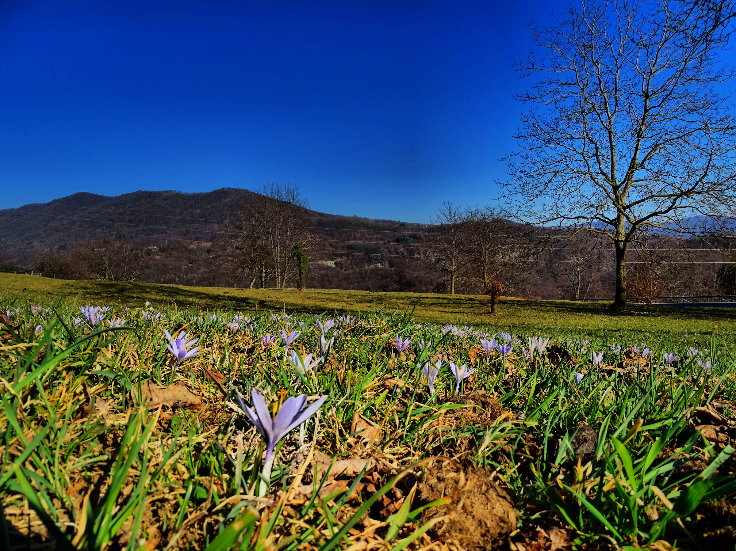 Expanse of crocuses
