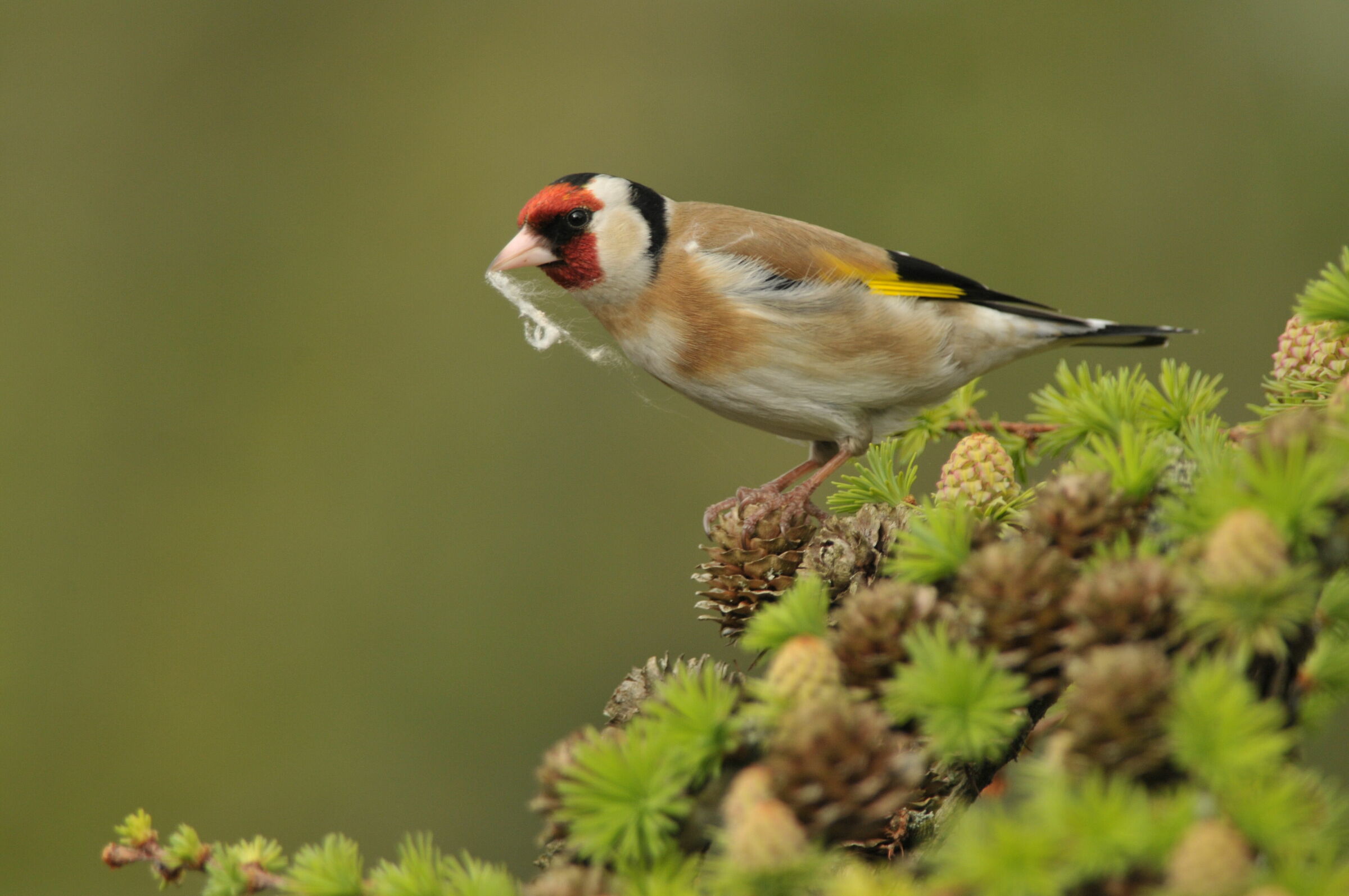 Collecting spiderweb for my nest.
