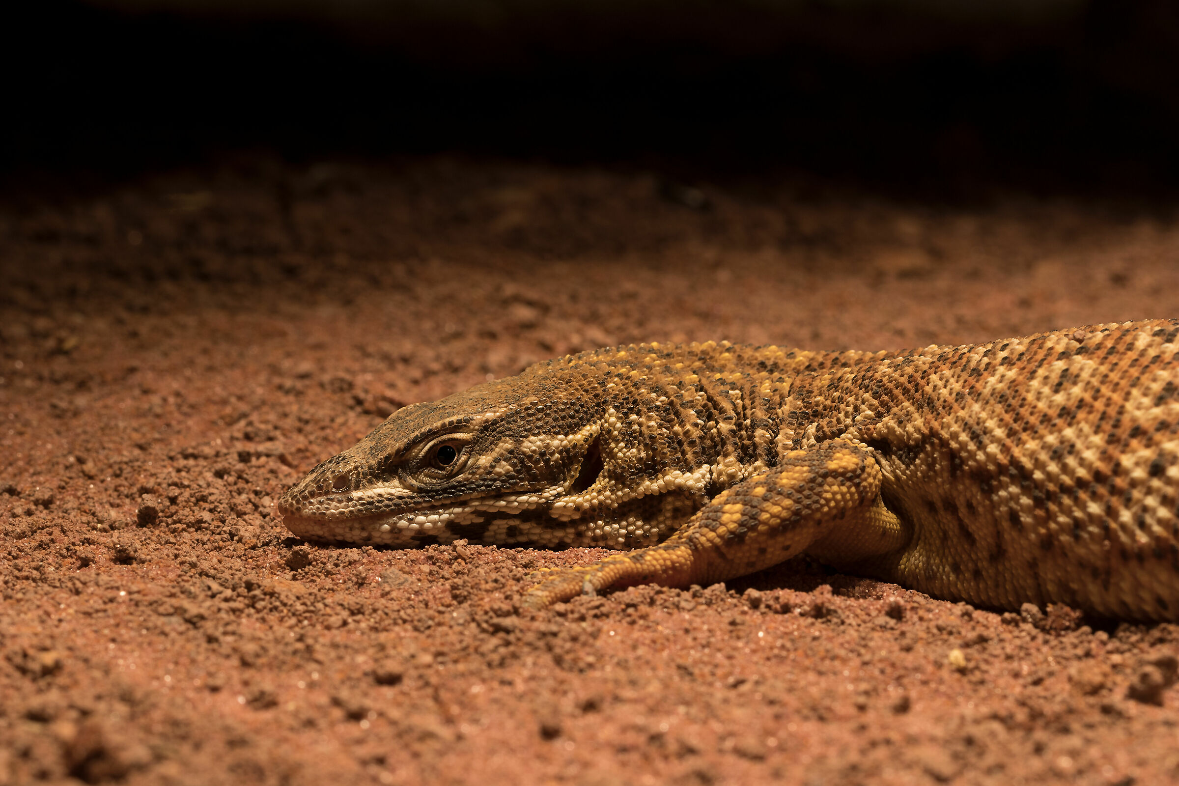 Varanus acanthurus