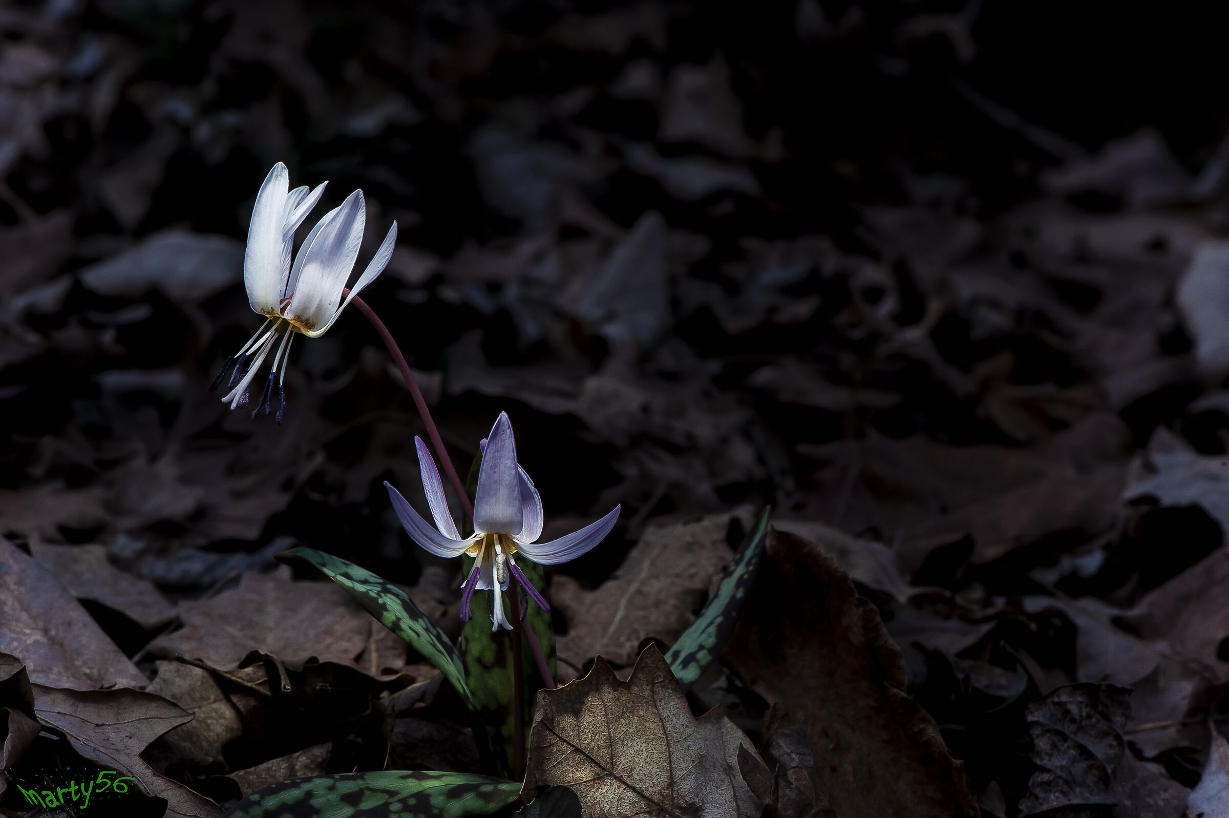 Erythronium dens Canis