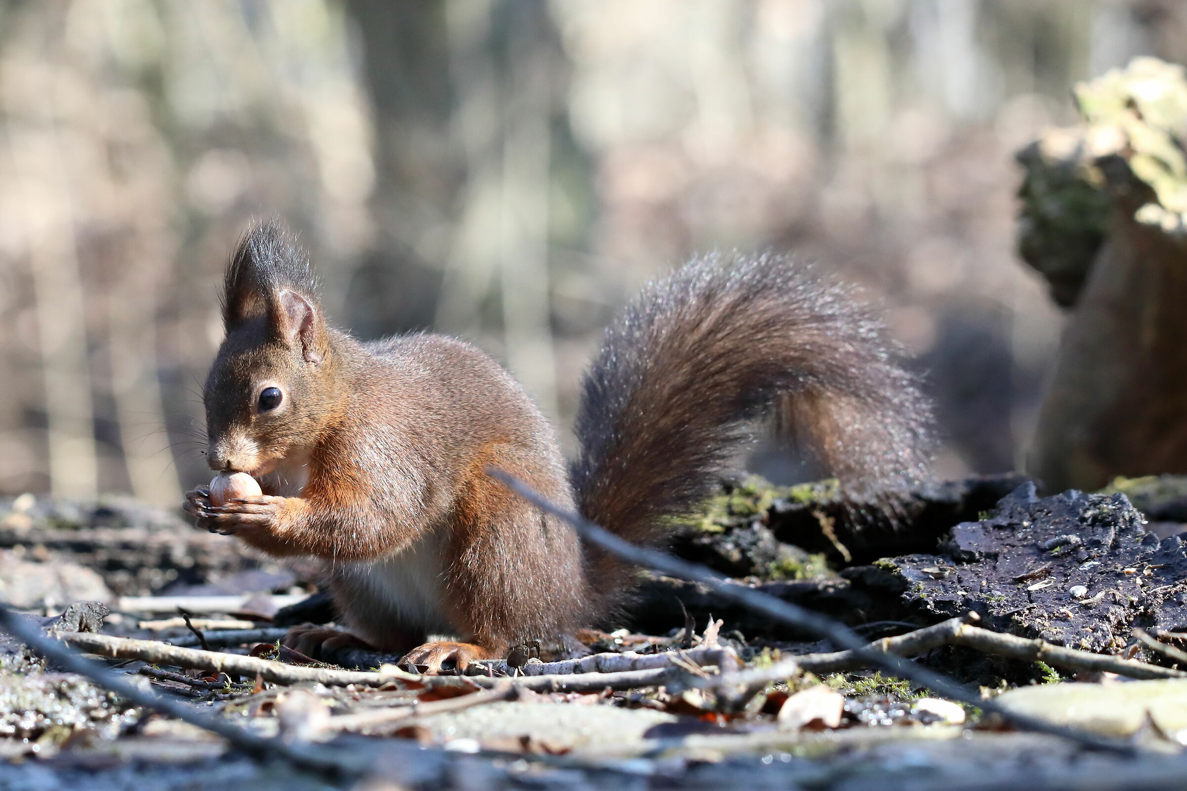 Capanno Pettirosso - Oasi di Torrile