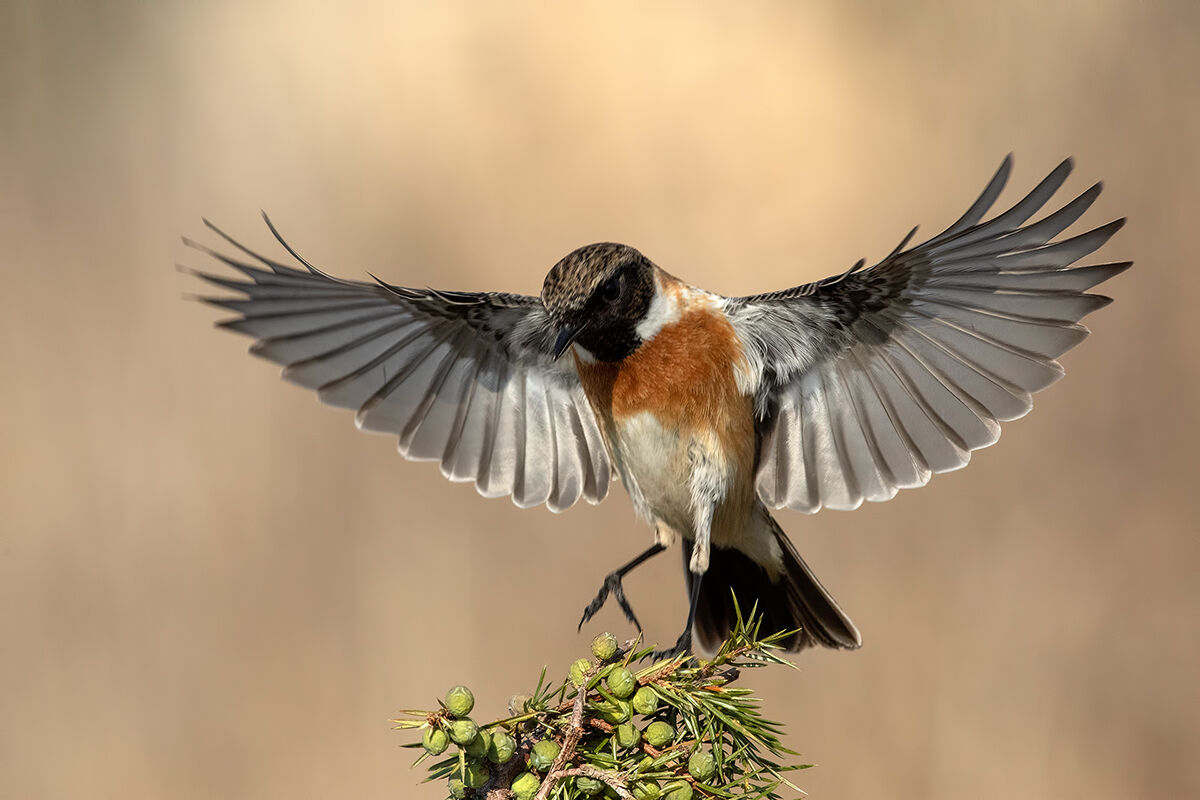 Saltimpalo-European Stonechat