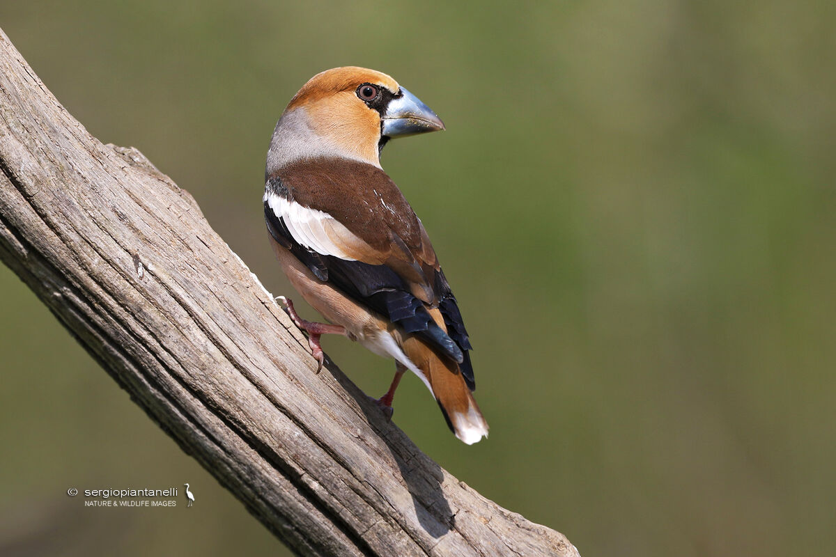 Hawfinch