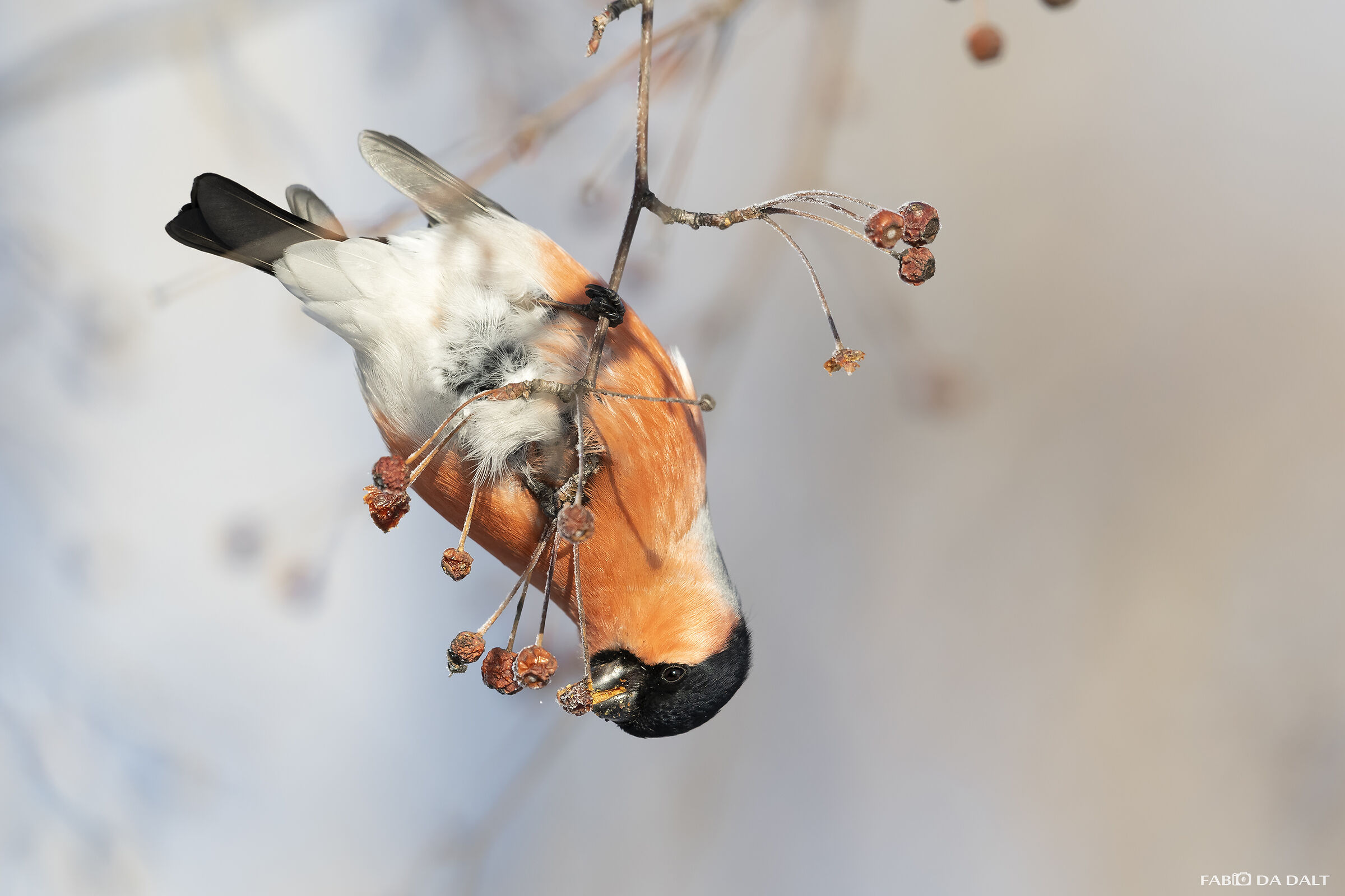 Bullfinch