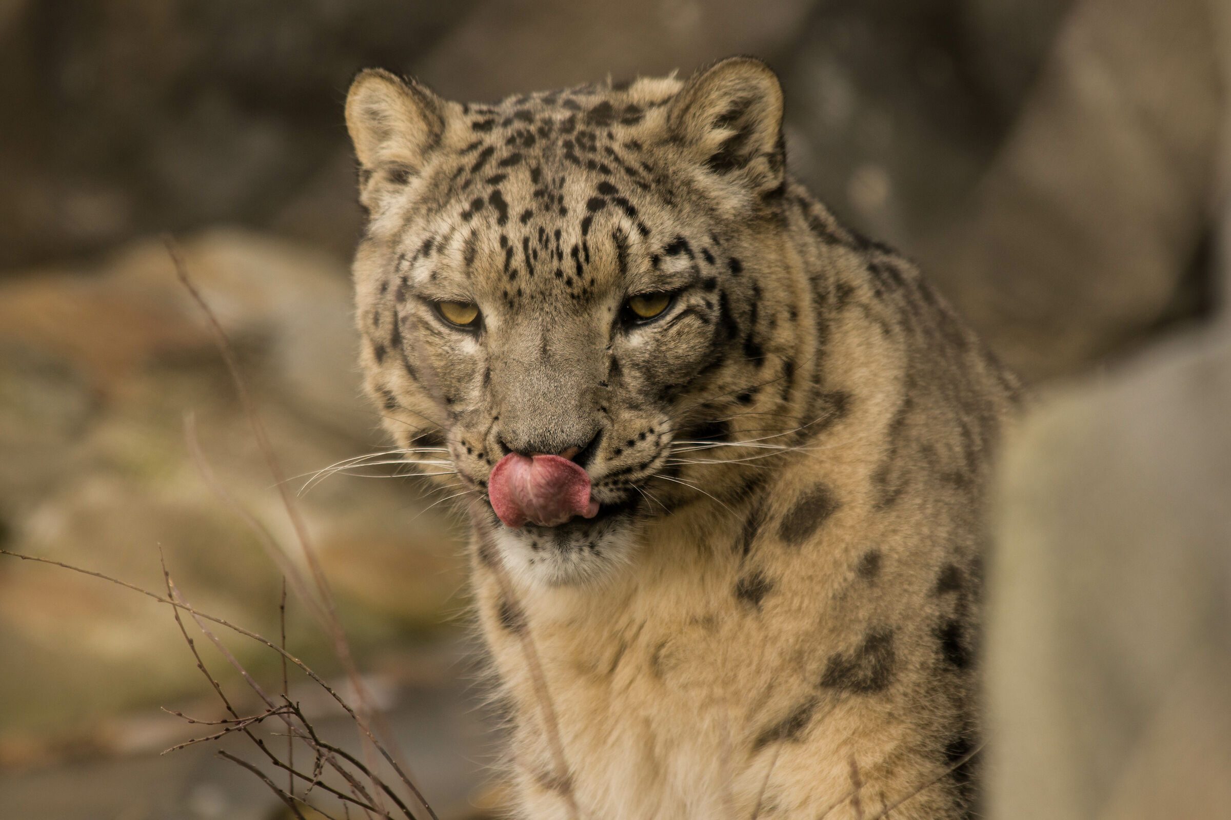 Snow Leopard, Warsaw Zoo