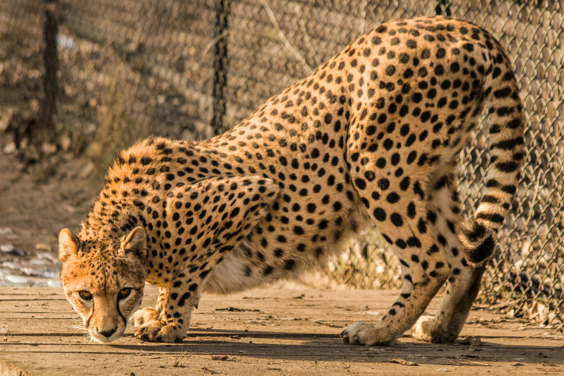 Cheetah, Warsaw Zoo