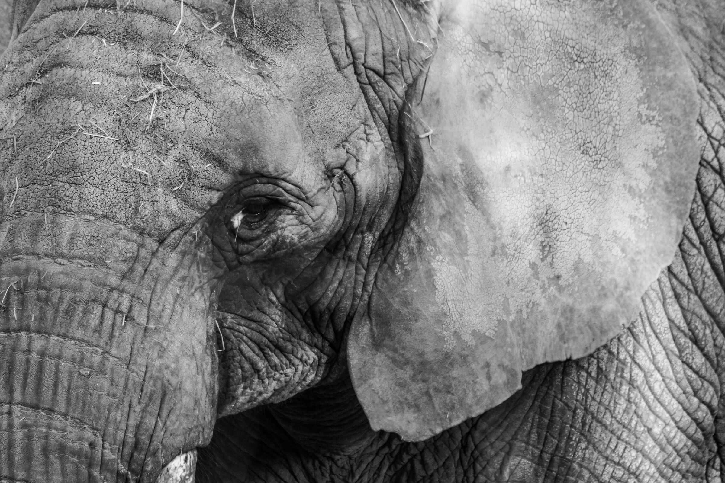 Elephant, Warsaw Zoo