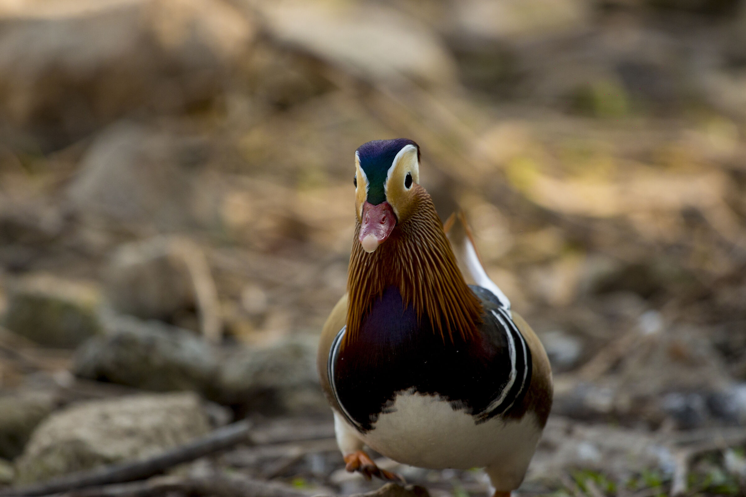 Mandarin Duck