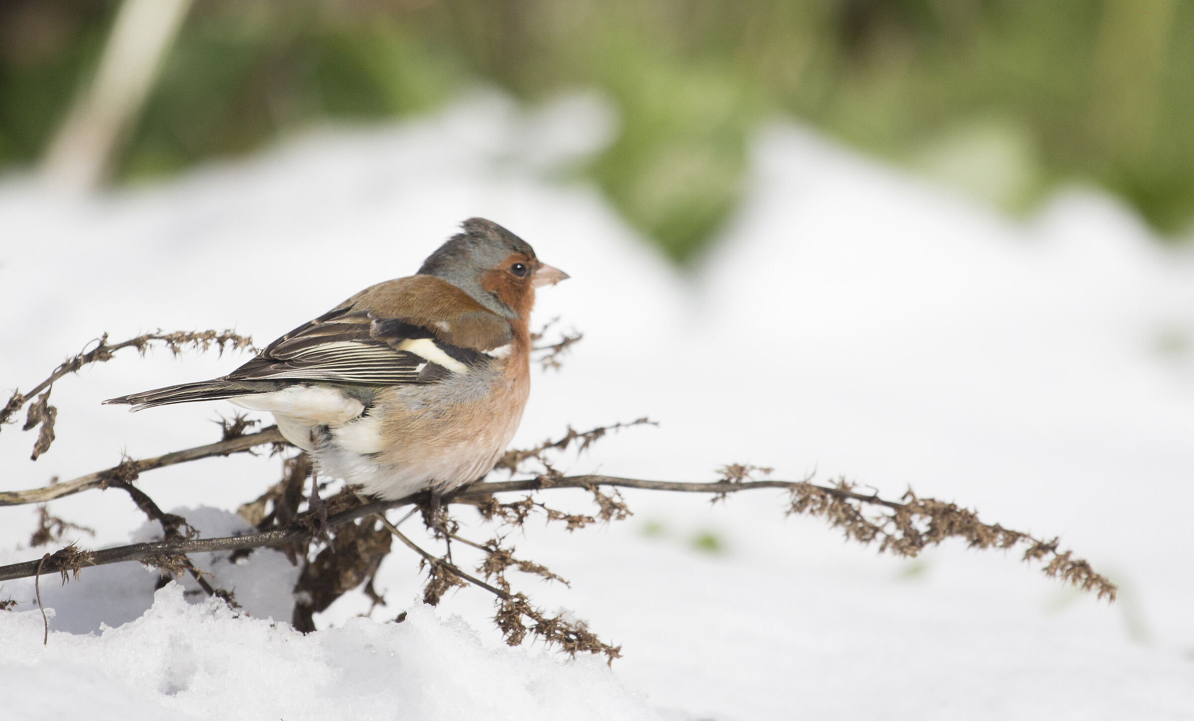 Male finches