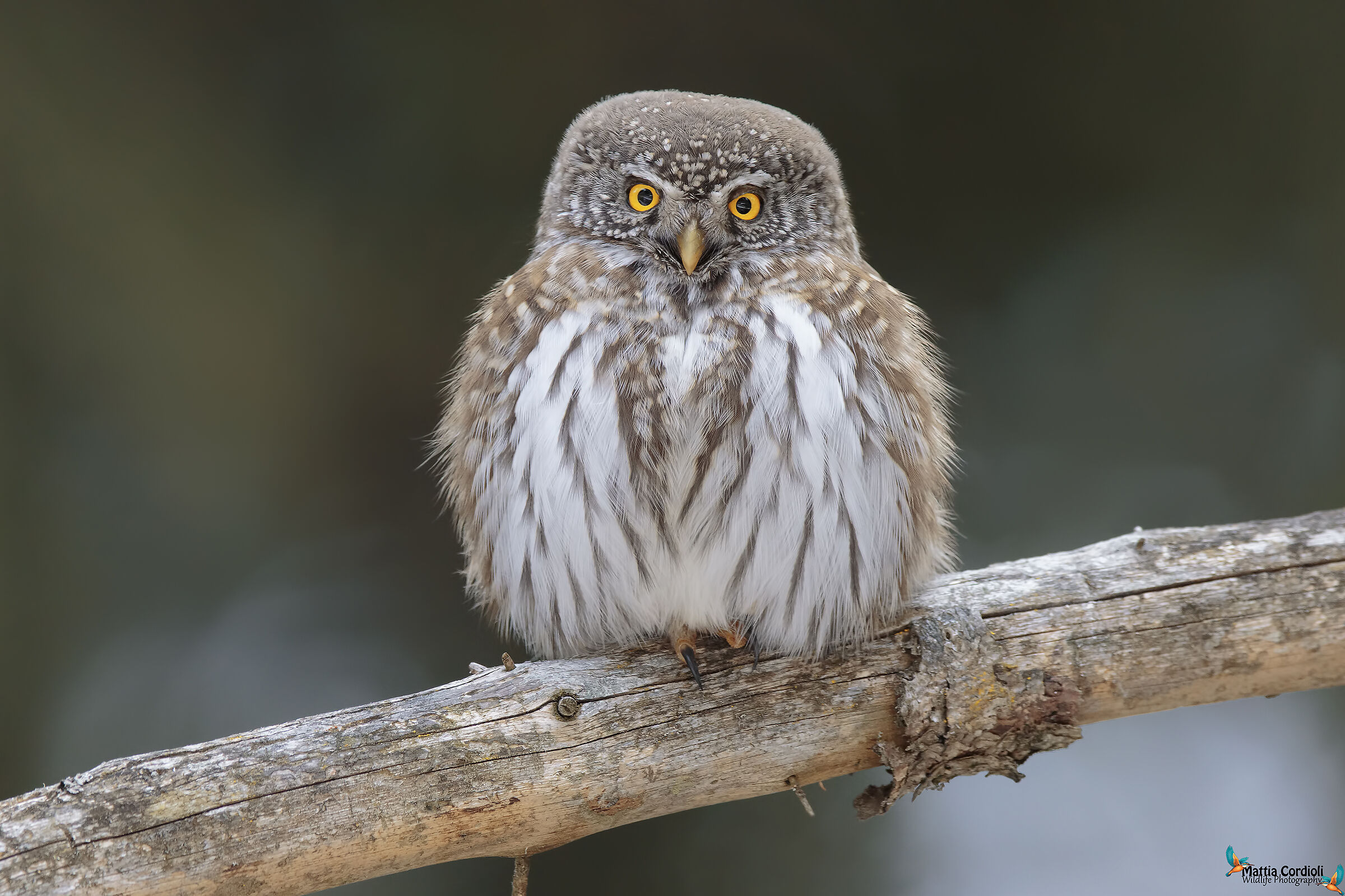 Dwarf Owl